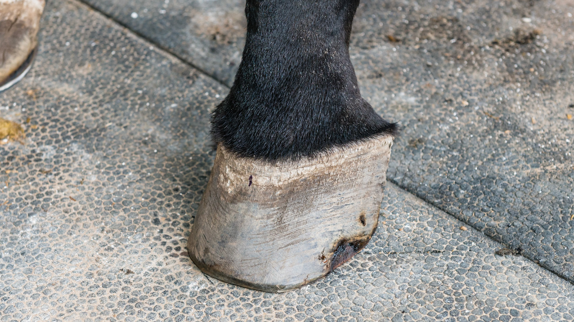 Horse A - Coronitis in the ssame horse seen 15 months earlier. Farrier keeps area cleaned, Frequently shaved and washed daily with mild soap. I saw this horse bite the open area between the bulbs of the heels. This is the best it has look in many years.