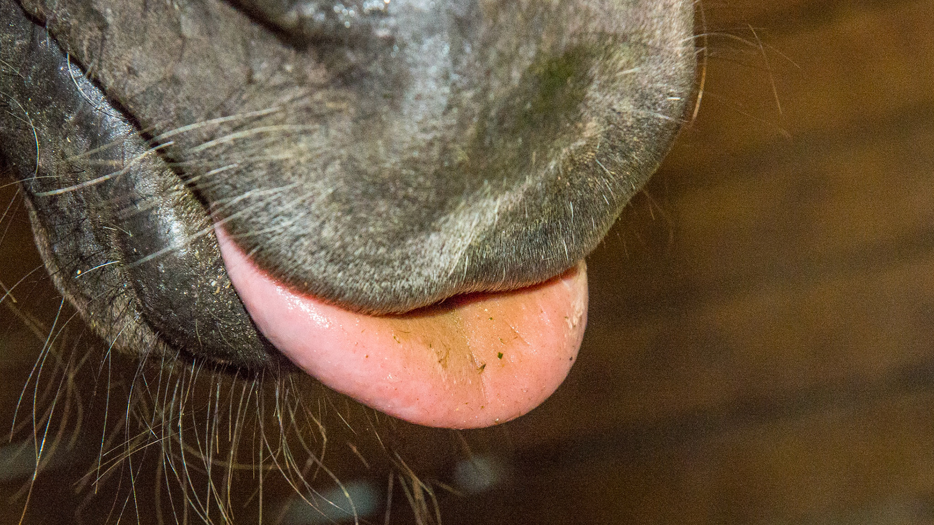 EOTRH horse 18 - only 1 lower remnant incisor and 4 upper incisors remain. It doesn't show here but this 23 yr old gelding TB cross has severe parrot mouth.  His BCS is a 6 and has no trouble grazing or eating hay.