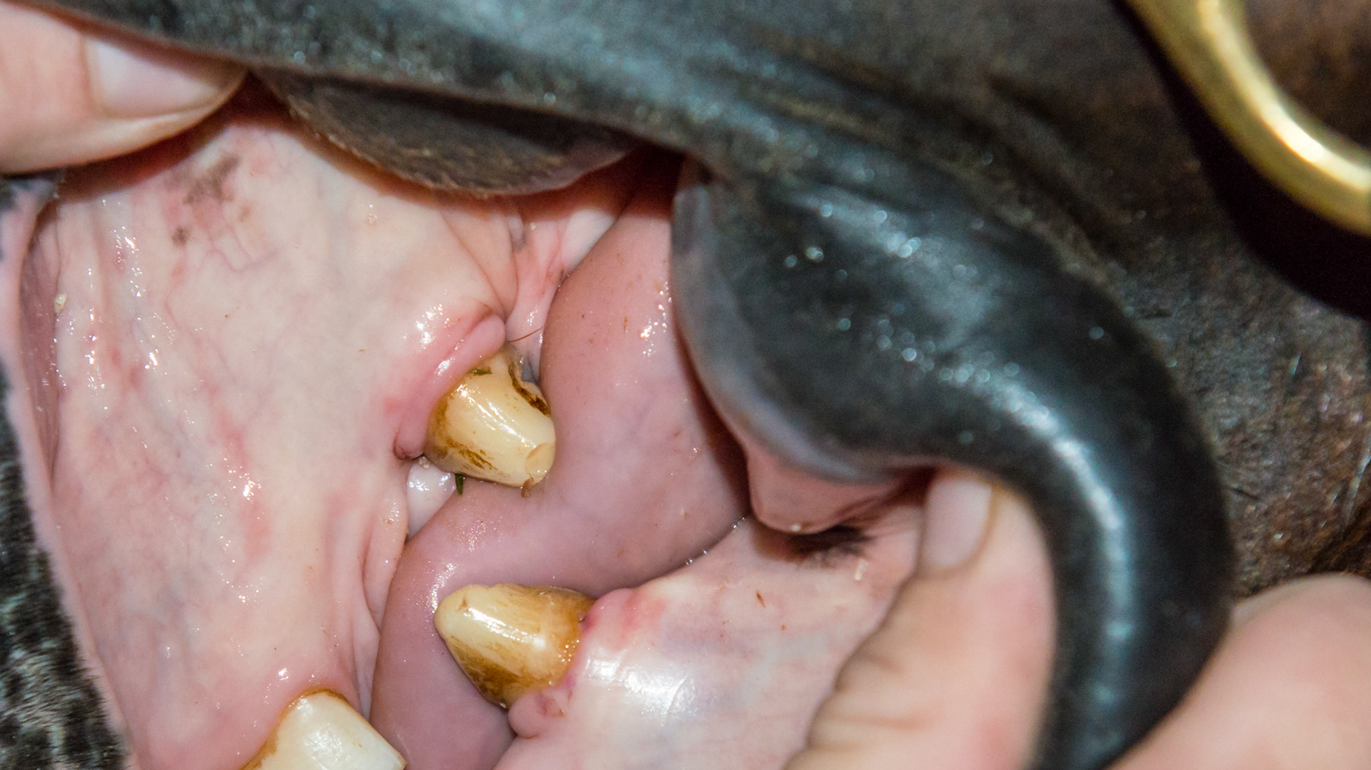 Horse A - Large canines after reduction by removal of only excess tooth and filing the sharp edges.