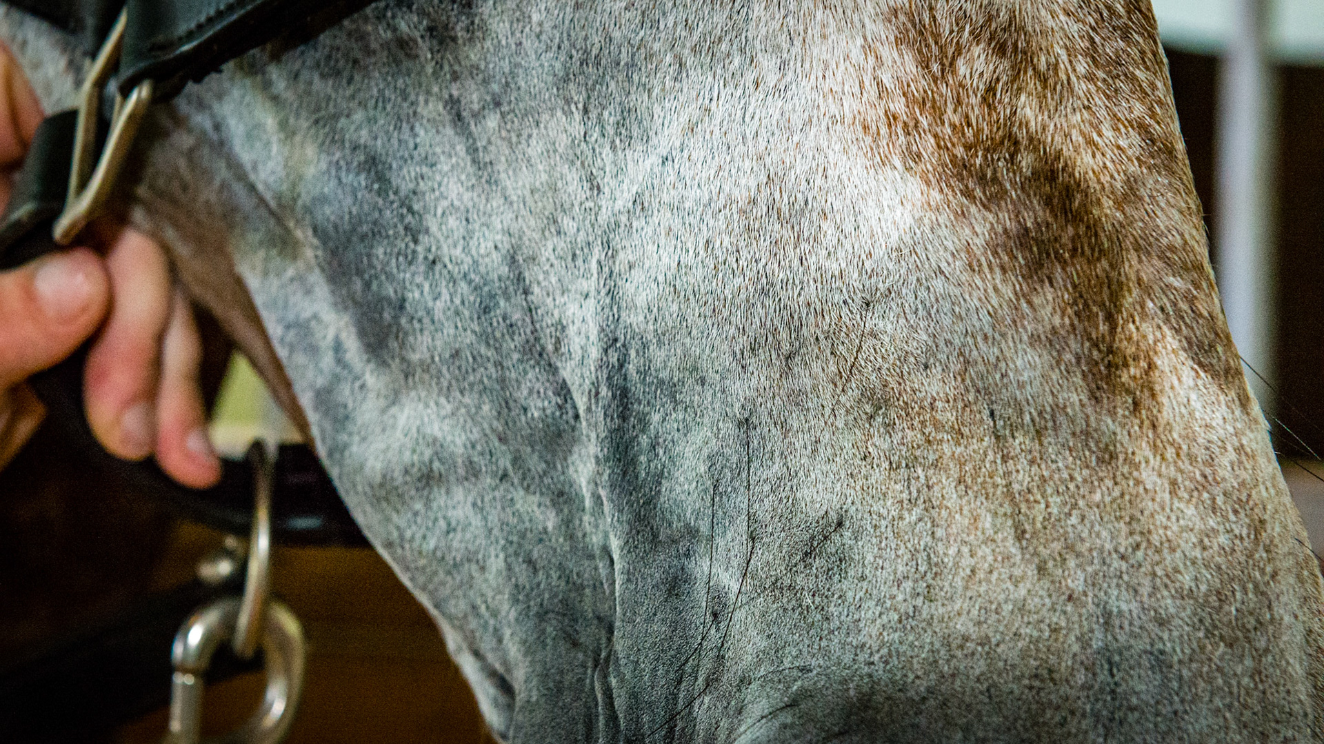 This horse has extra skin in the area near the right 06/07/08's. It was less evident on the left. When the bridle was placed, the cheek would puff out. There was nothing but air underneath the puffed out skin.