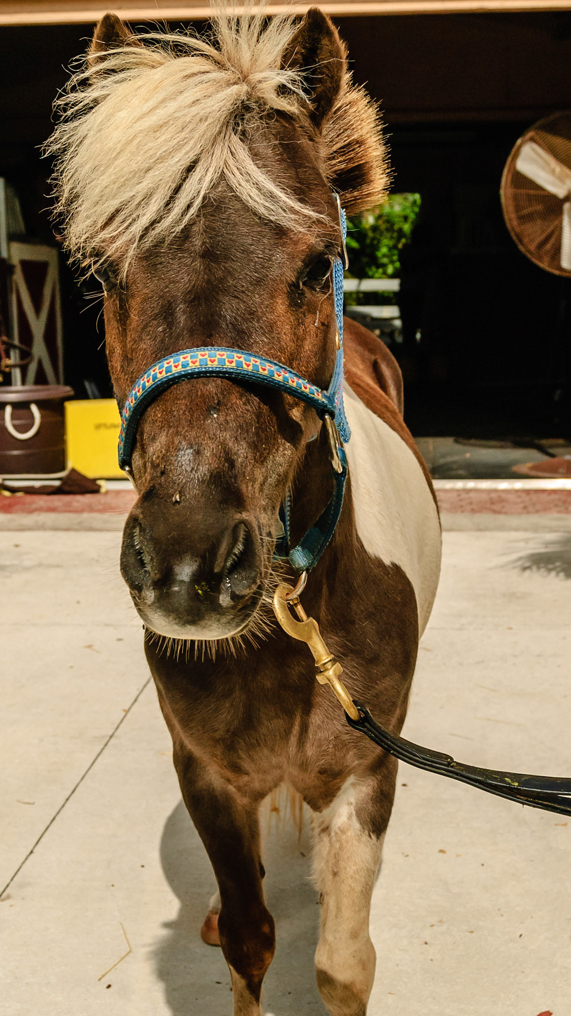 Horse A - BCS 4 - Moderately Thin - Spine ridge and rib outline are visible. The tail head may be visible.