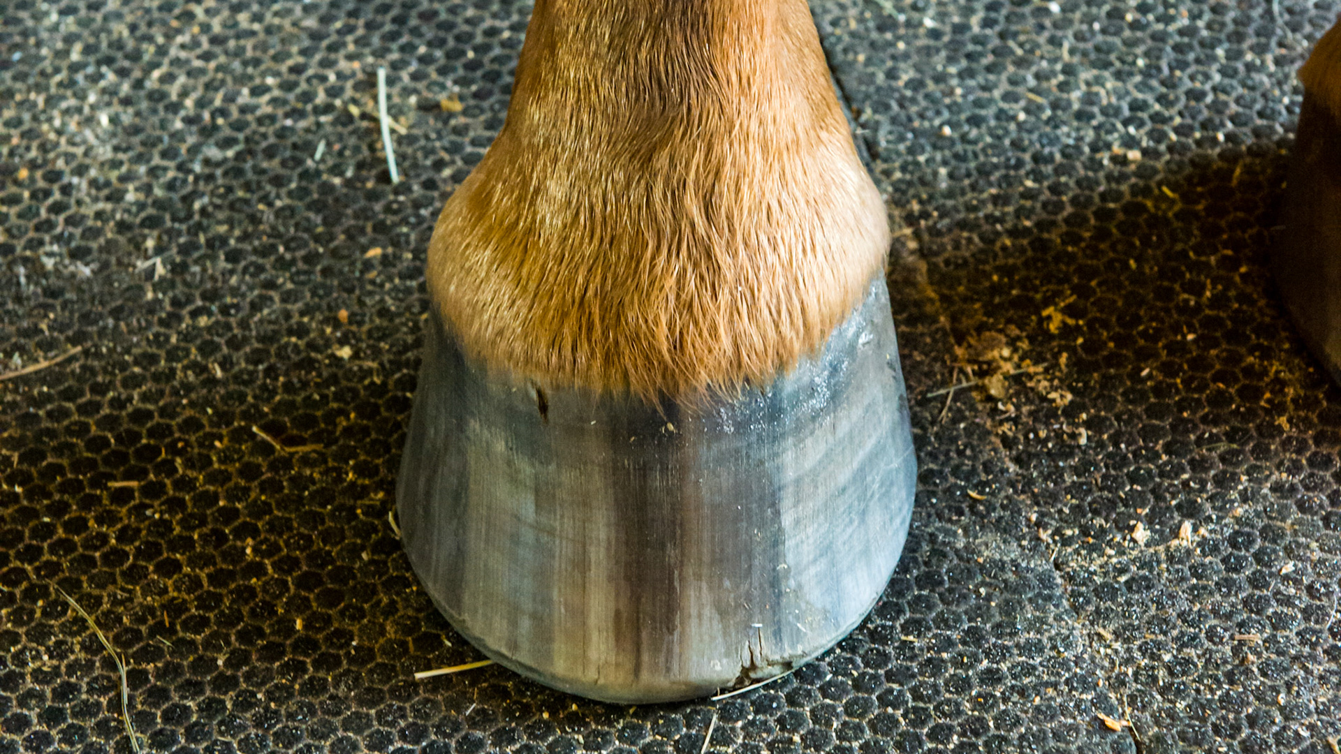Horse A - has asymmetric hooves with multiple issues although not seen in every image.  Here there are toe cracks and flared hoof walls.  You can also see the break over point by the ware spots at the toes near the cracks. The RF hoof.