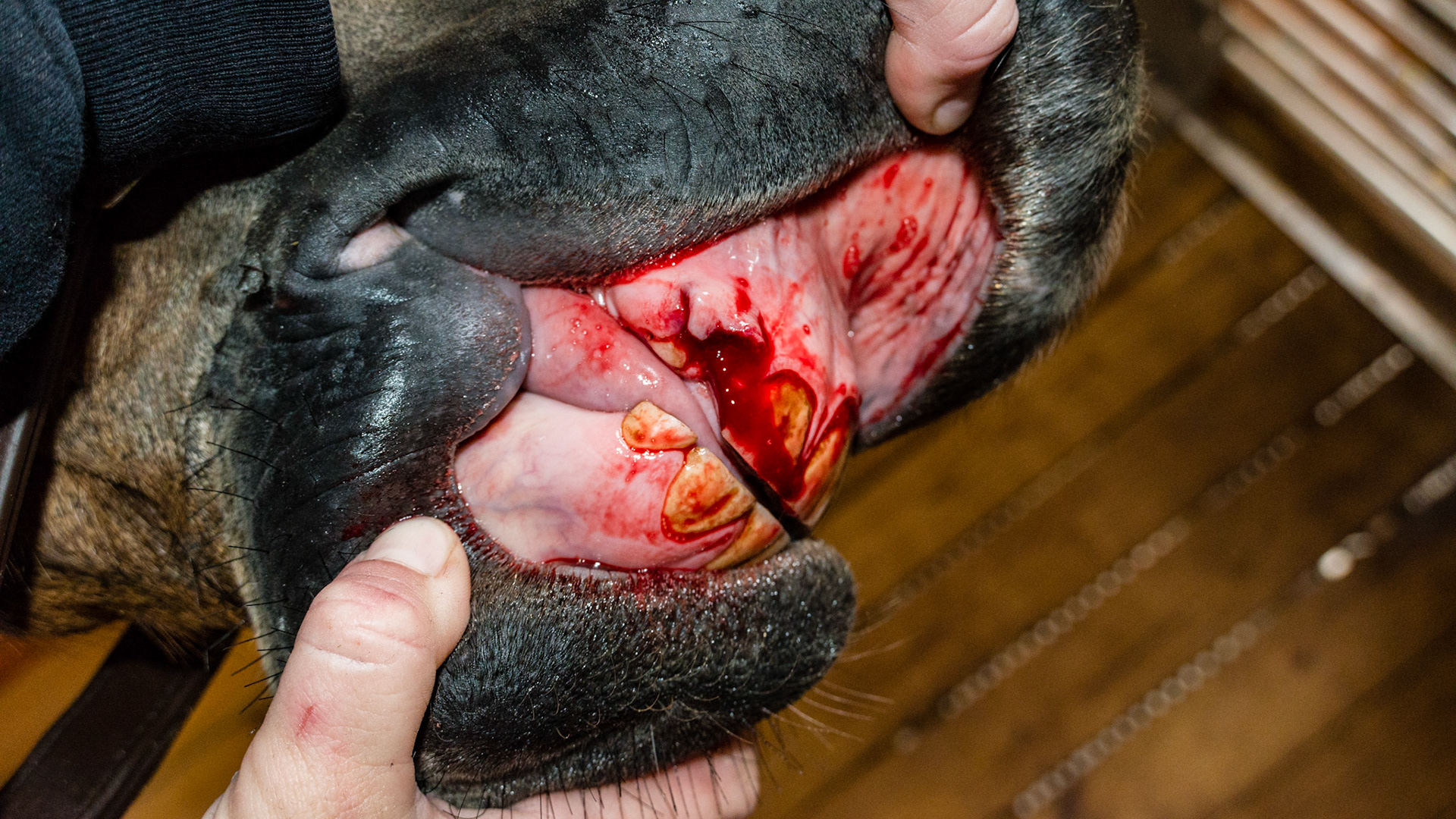 Horse A - Retained 53 removed