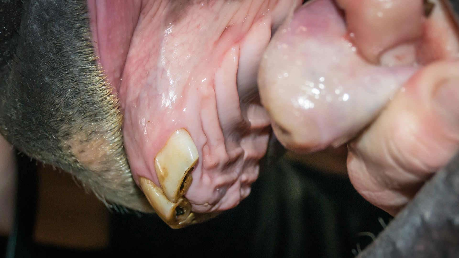 Hx of difficulty introducing bit and trauma to L side of head and this swollen area behind the upper incisors 10 days ago. While almost healed, there is still some swelling.