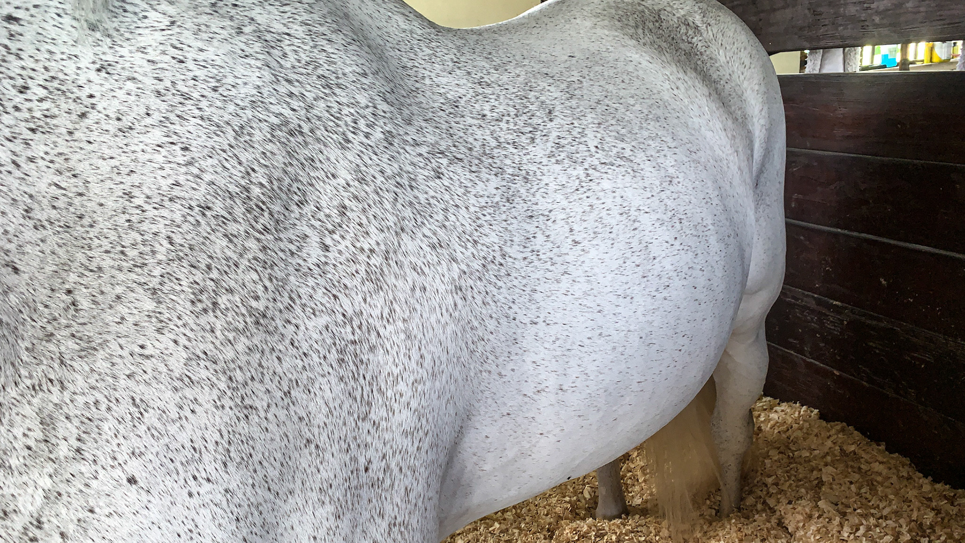 Flea-bitten gray has small spots of solid color throughout the gray body.