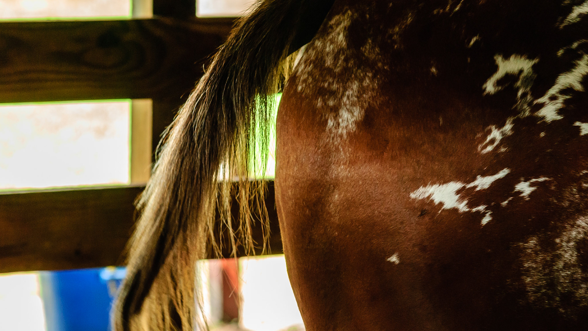 Rat tails on horses are common with Appaloosa and Curley horse breeds.  These tails have few hairs and can be just a stump.