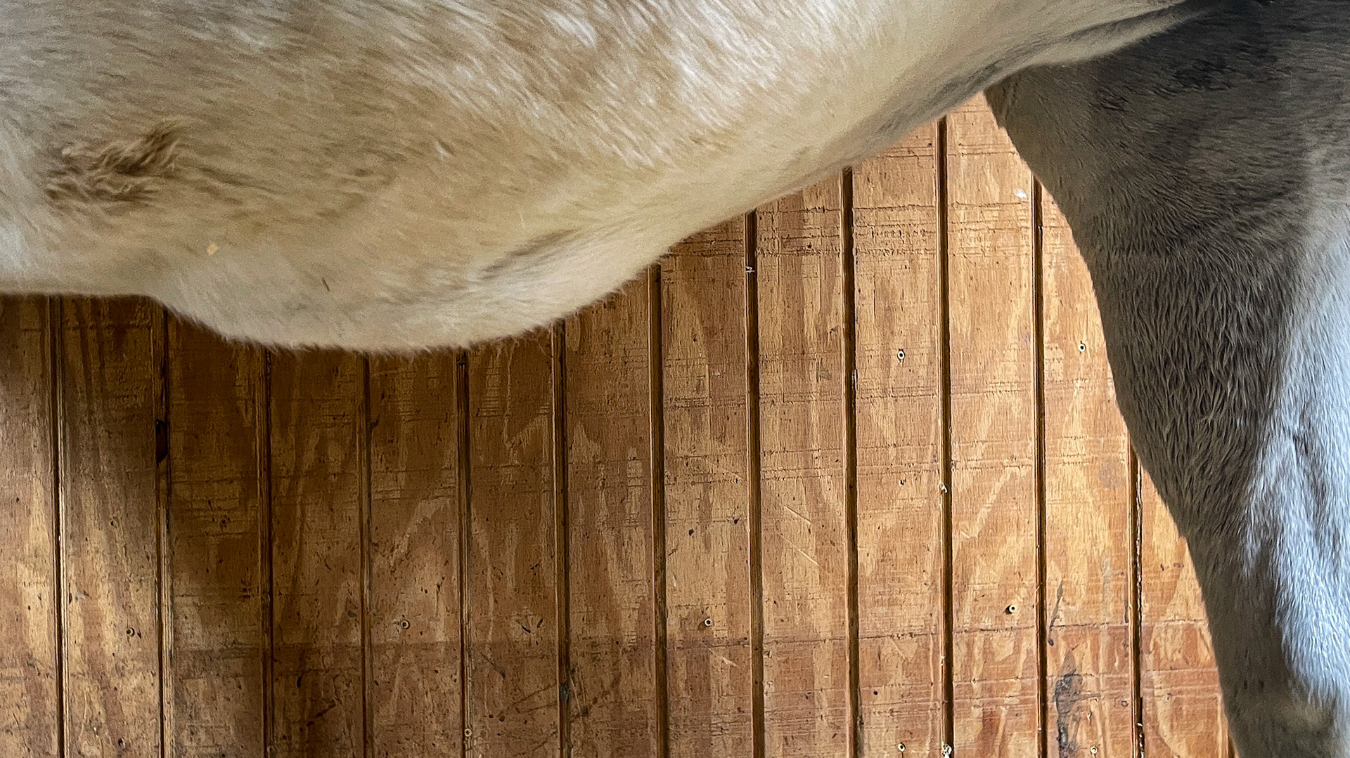 Ventral pitting edema of unknown cause.