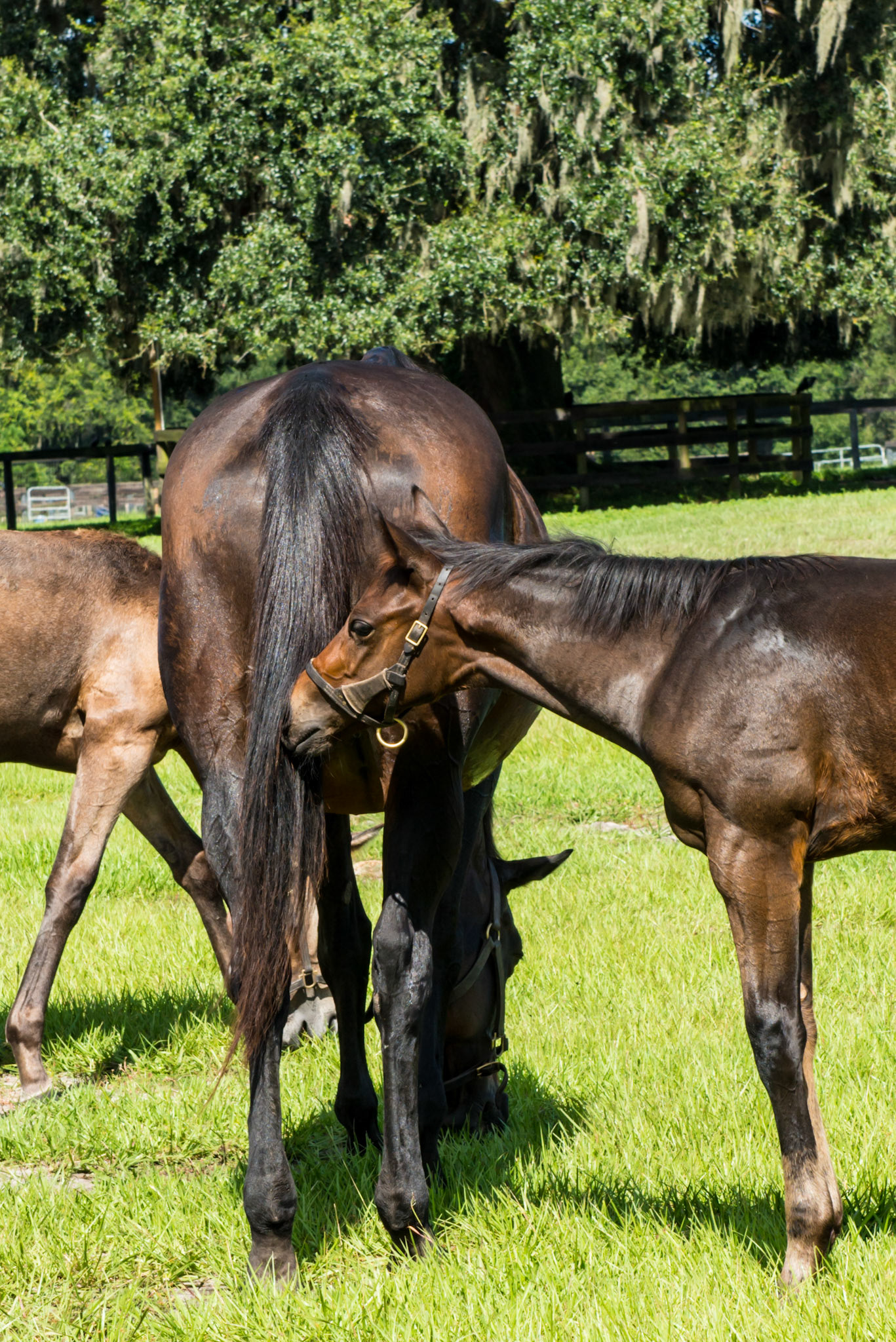This foal finds security in his mother's tail - a common behavior in an insecure foal.  He was not bothered by flies, but was the youngest of the 3 foals here.