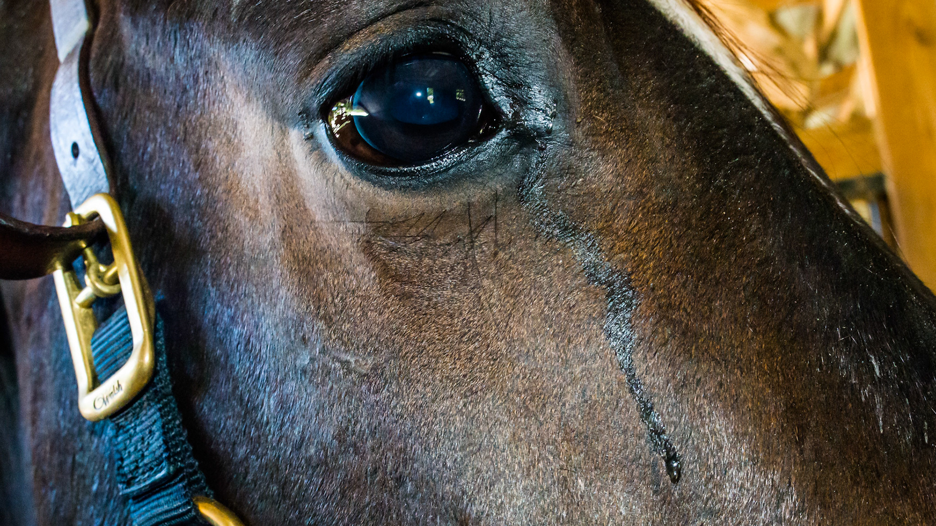 Horse A - Unilateral watery ocular discharge.  The tear duct had been flushed in the past.