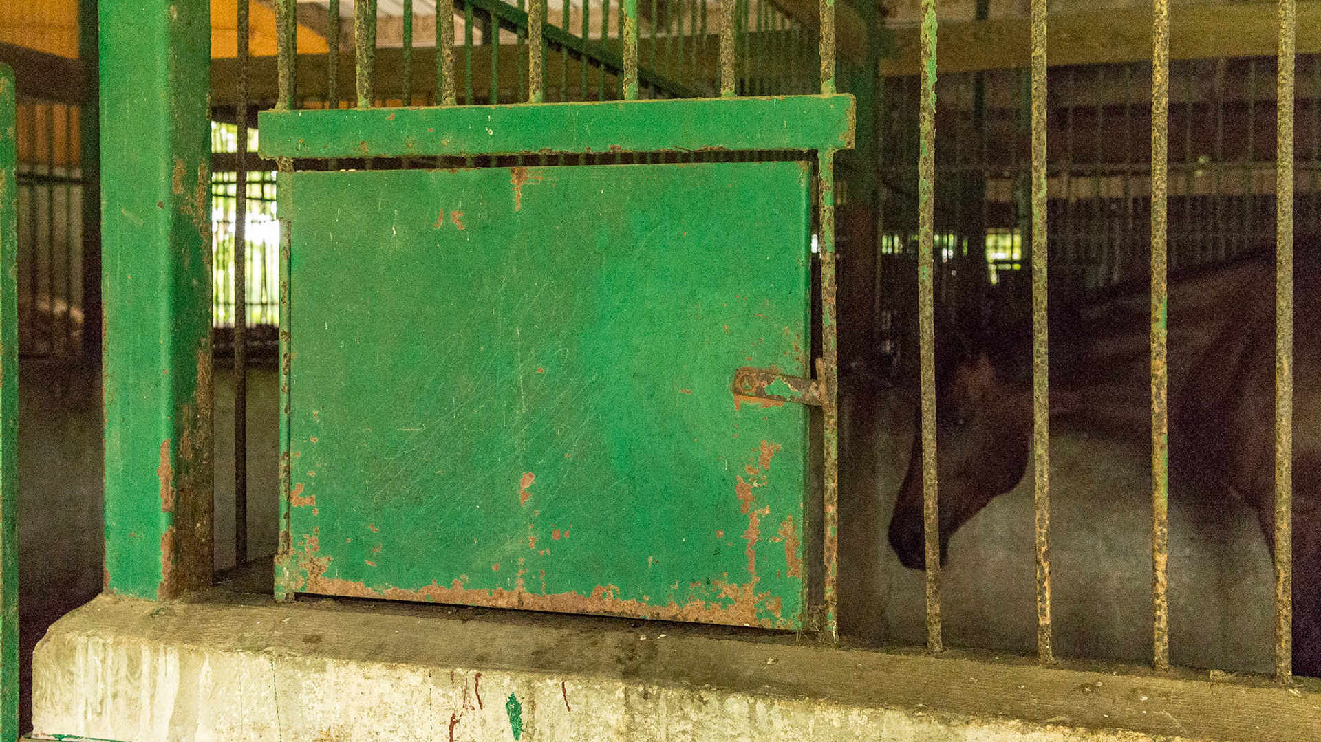A feeding door in the stall wall
