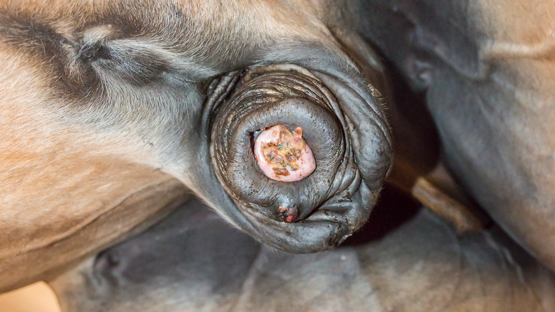 Horse D - 11 yr old WB gelding just came to this owner with this necrosis on the end of the penis. No diagnosis yet. Suggested biopsy but most likely a summer sore with the possibility of squamous cell.