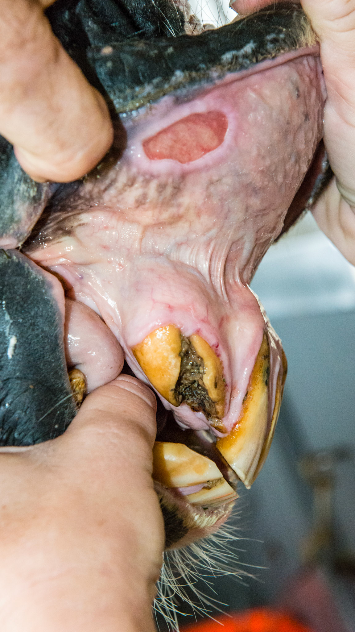 EOTRH of #103 - Associated lip ulcer is not painful and does not affect his eating. I filed smooth the edges. Because this tooth did not affect his chewing we decided to wait until further action was needed.