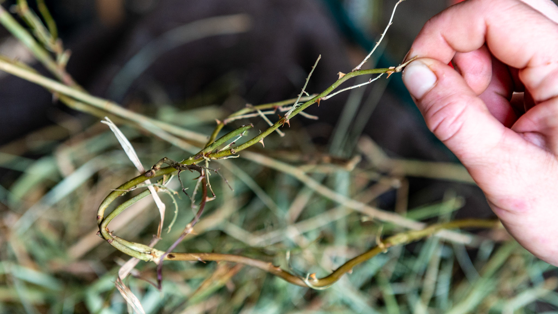Thorns in the hay creating a sore under the upper lip on the left side of the muzzle.  Skin sweating and general discomfort with a lip injury from thorns in the hay.