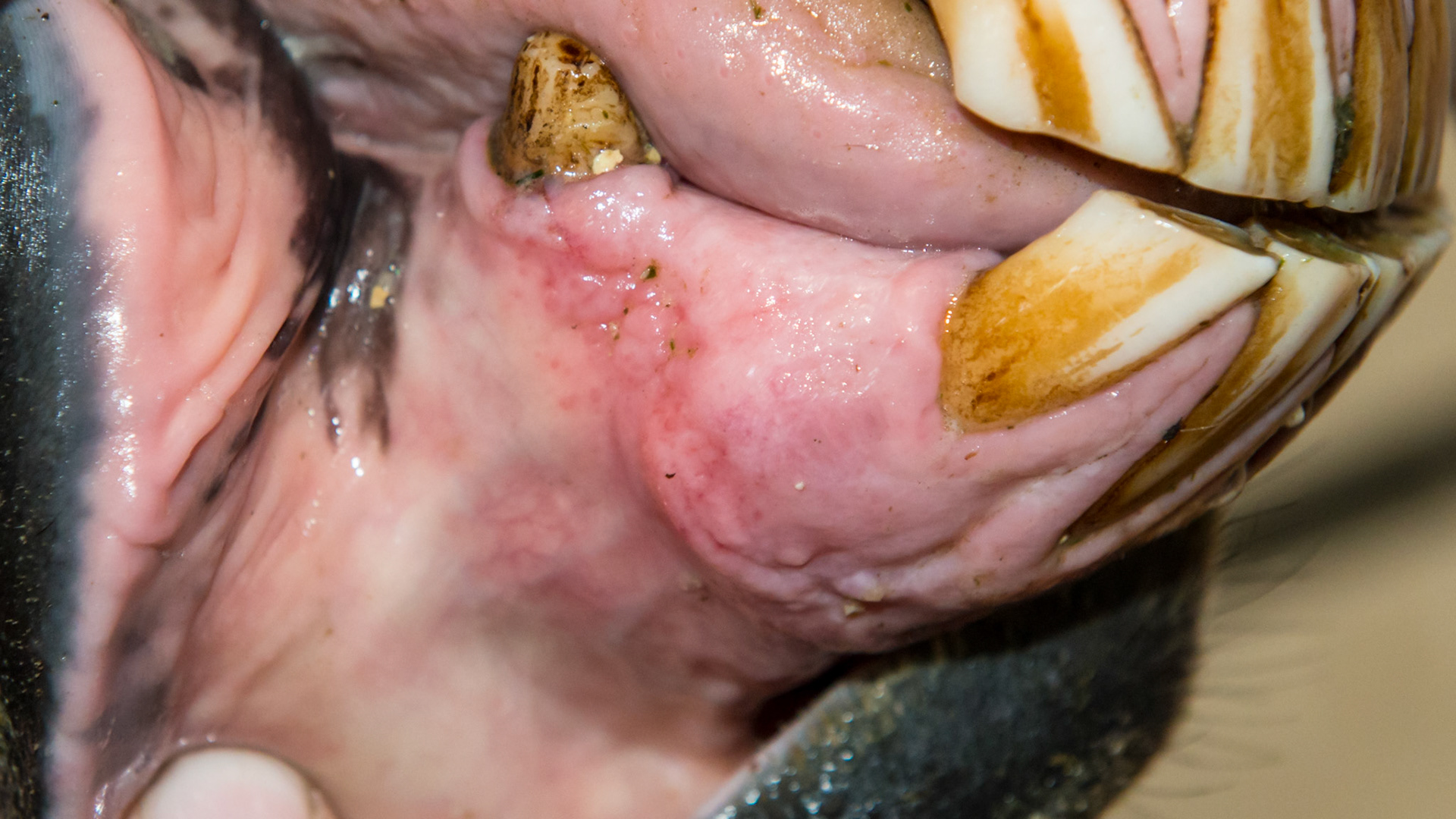 EOTRH horse 11 - older horse with thickening of the gums with a cobblestone appearance.