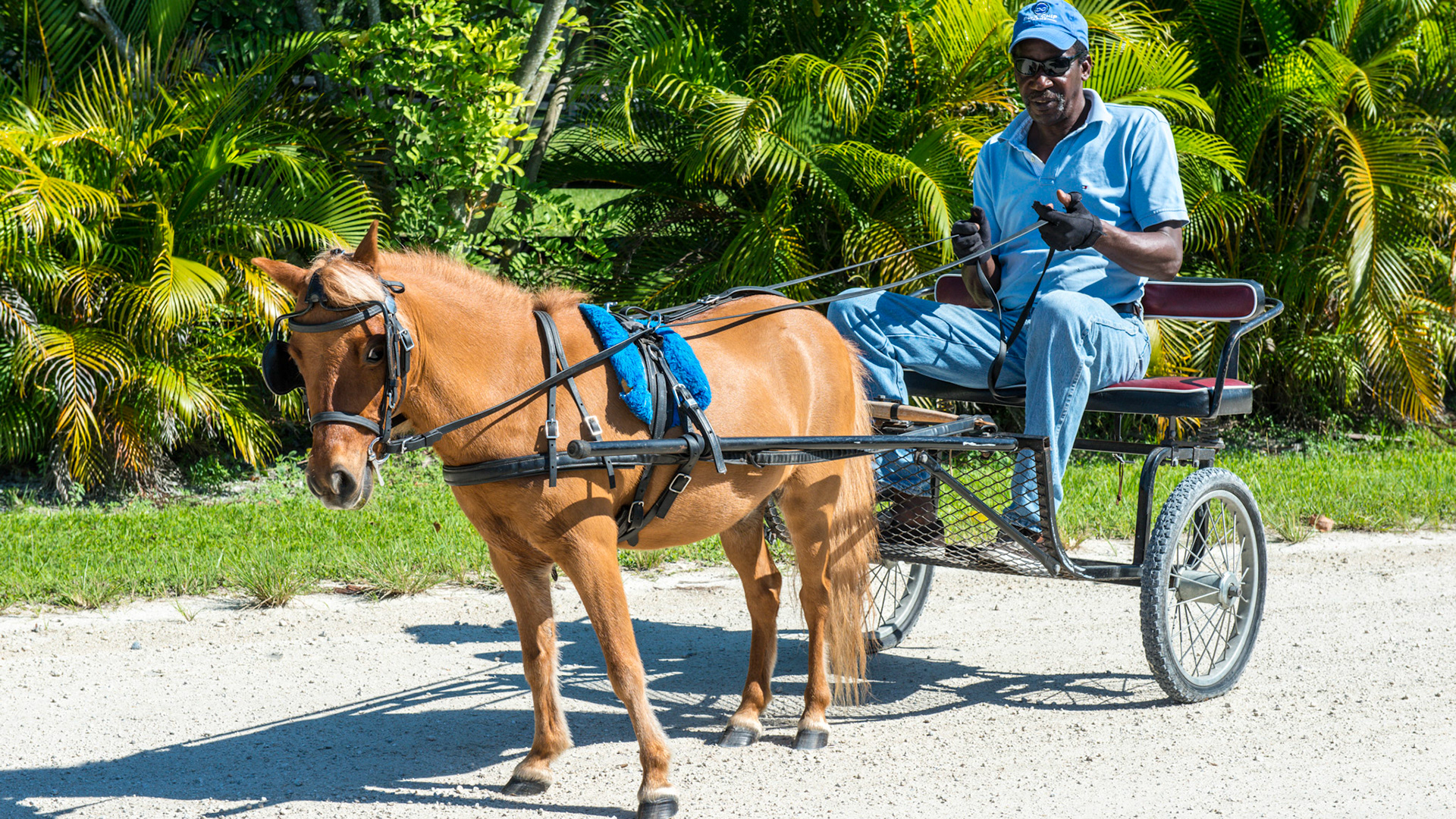 "Godzilla" being exercised to keep his slim waistline. This is the BEST way to keep the weight off of a mini.