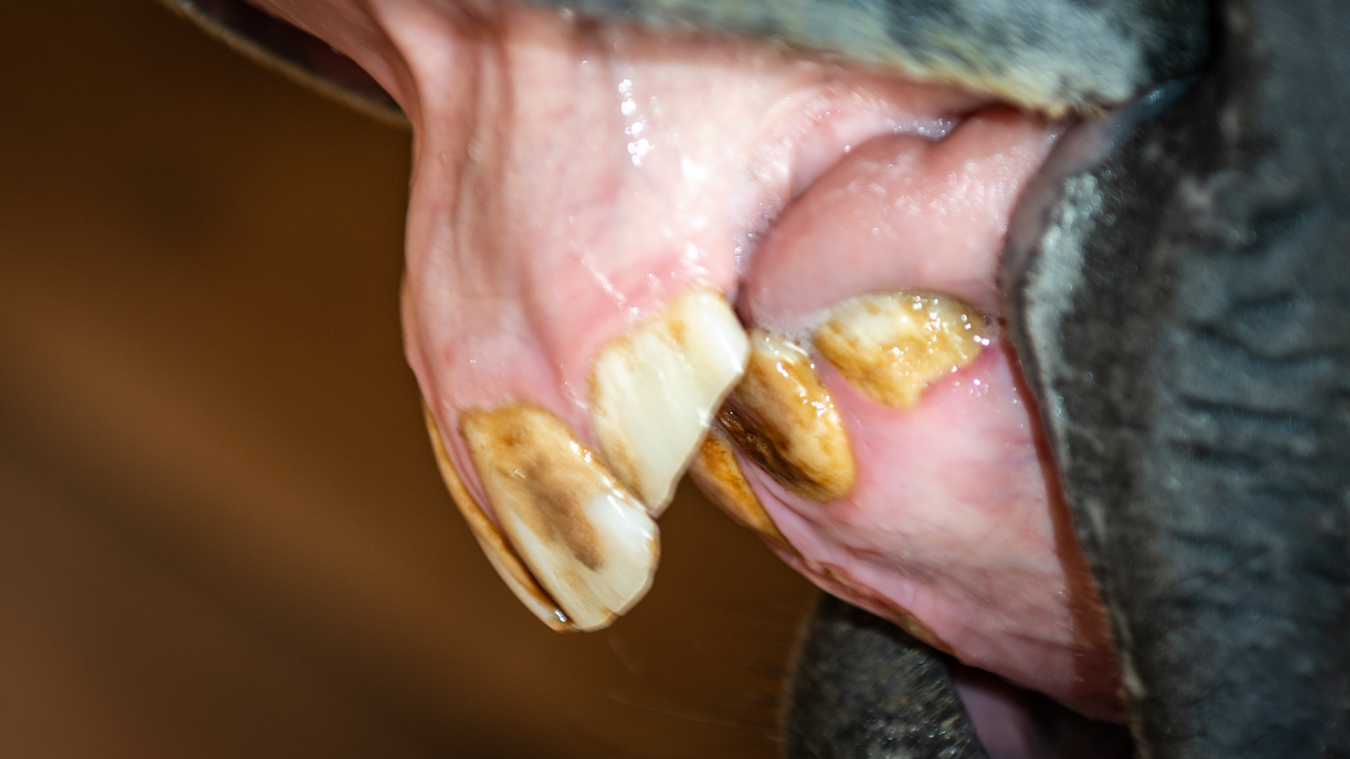 Horse B - A 4 yr old TB G with trauma 1 year earlier causing the loss of 101 and 102 plus deforming the lower incisors with a retained 81. In addition he was born with a parrot mouth.  Note his condition in the body shot showing that these incisors are not causing any eating issue.