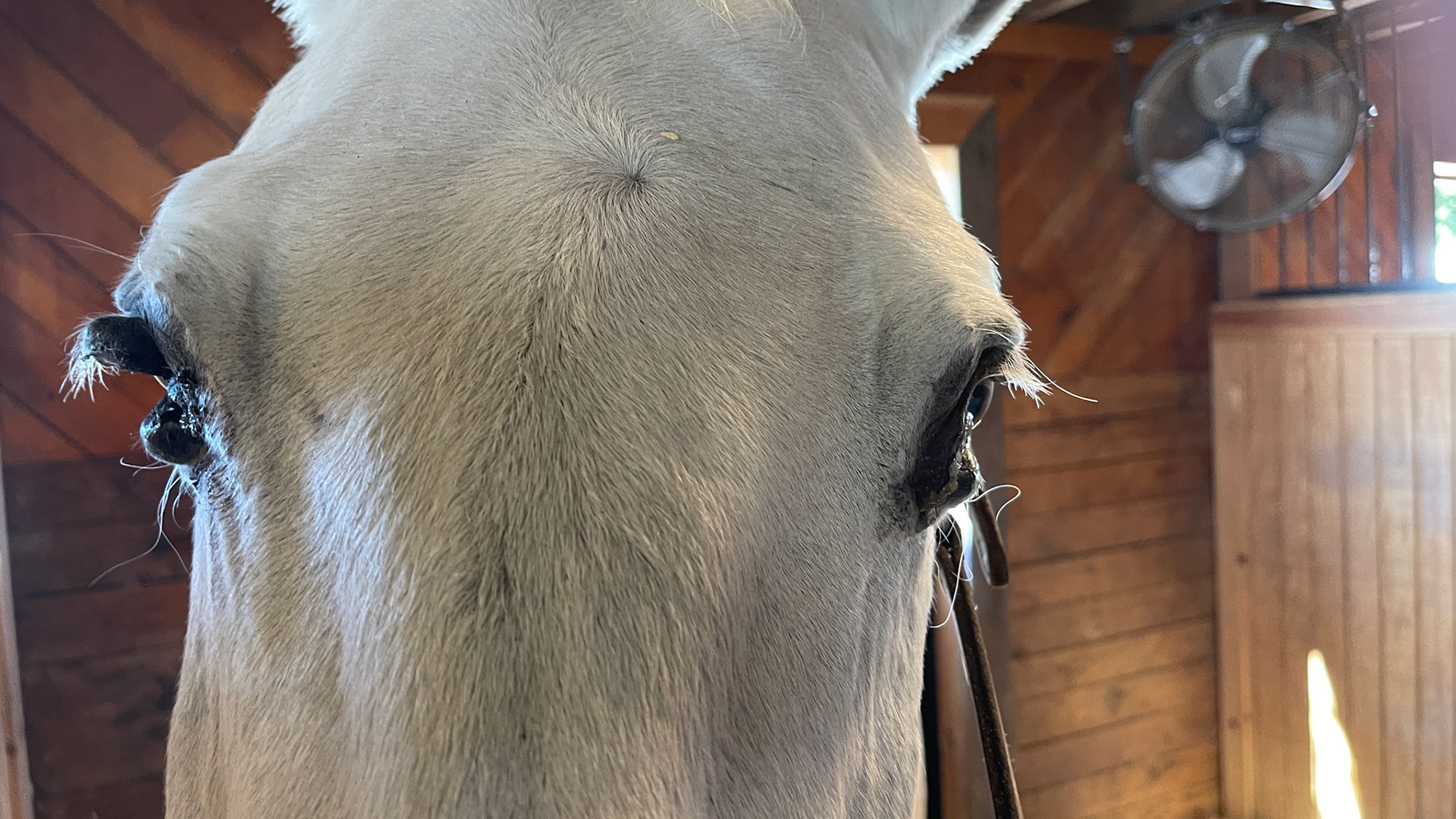 Severely affected with melanomas of the eyelids, 3rd eyelids, anus and perineum.