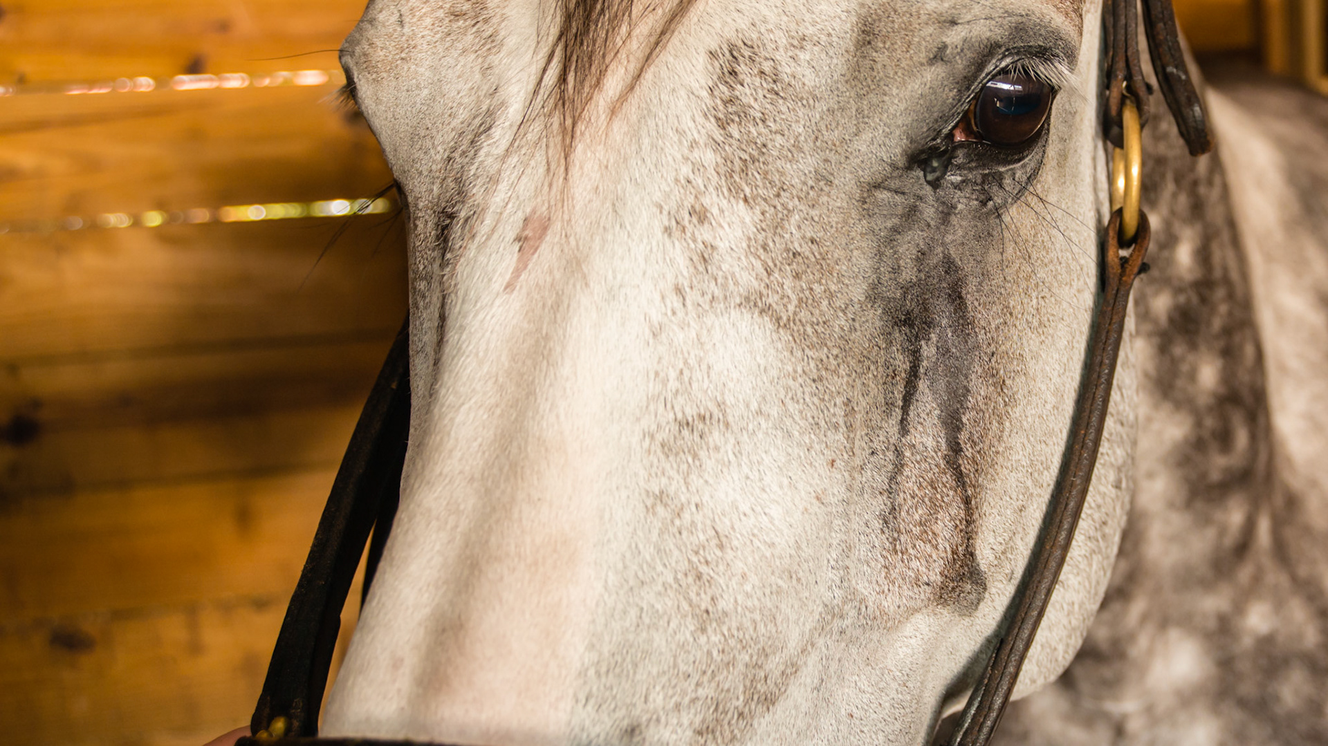 Horse B - The left eye tears from blocked nasolacrimal duct.
