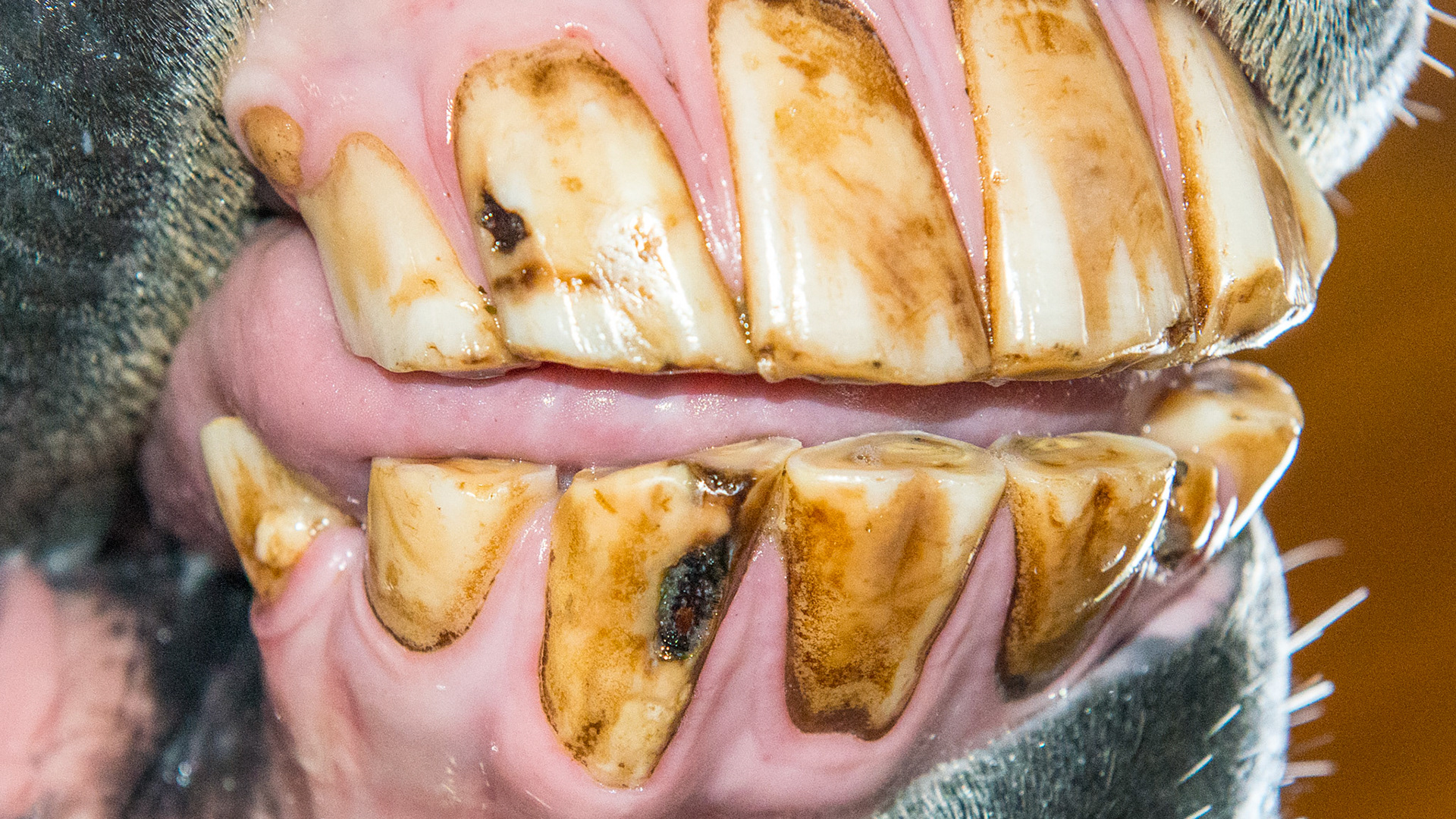 Necrosis of 102 and 402 with decay of the labial enamel in a PRE gelding adult of unknown age.  This could be the beginning of EOTRH. Note the cap remnant at 103.