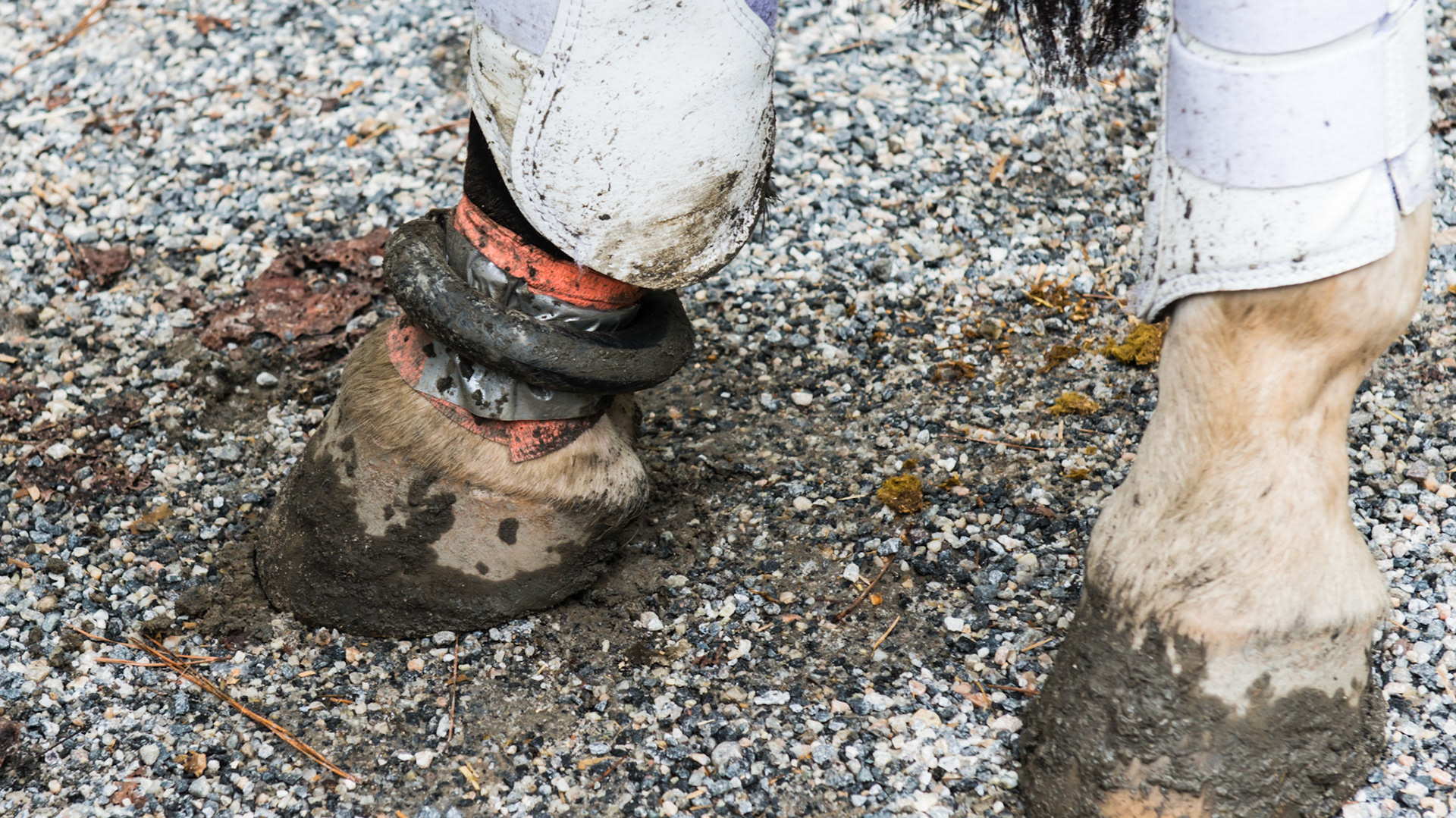 Interference is when one hoof travels across to the opposing limb causing damage. This horse is ridden with vet wrap, duct tape, and a pastern roll to protect the RH pastern.