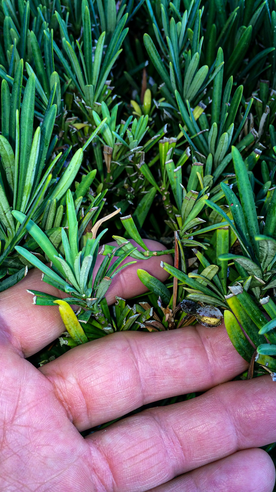 Any dark green shrub that look like these are considered to be the poisonour yew plant which can kill horses rapidly.