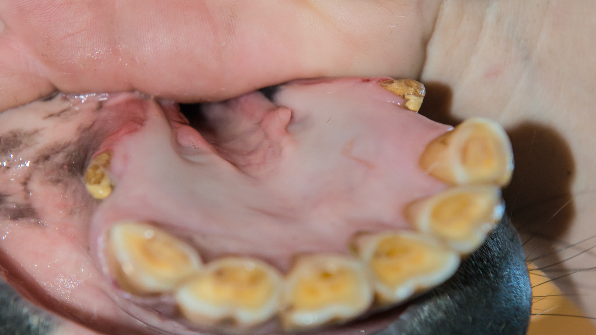 Canines with tarter in a mare