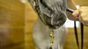 Clover drooling taken from a video of this horse drooling a stream of watery saliva.