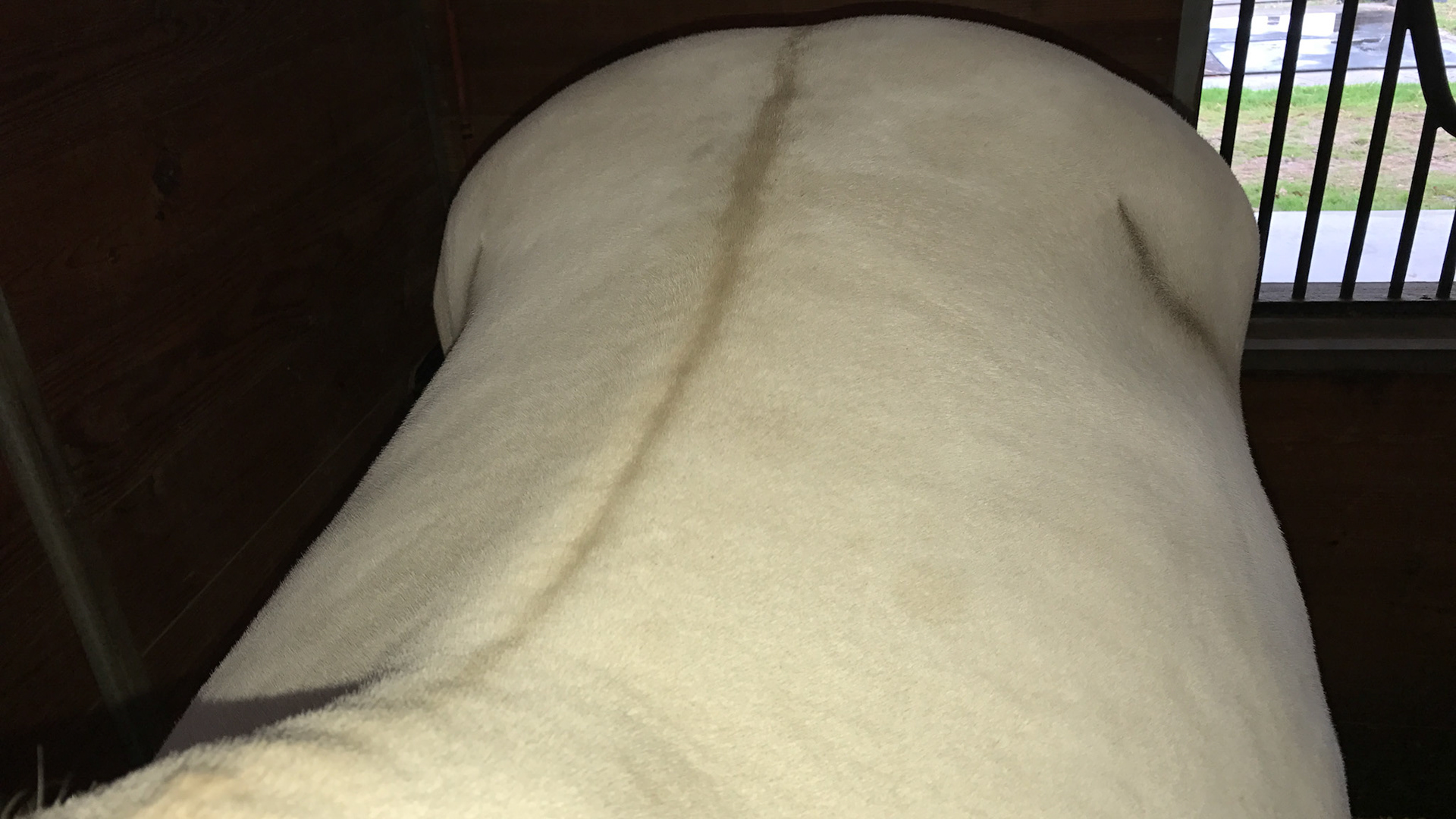 Dorsal stripe of a dun horse. Dun is a dilution of the base color and will dilute bays and chestnuts. However the dun color (varied) will always have a dorsal stripe,  Not to be confused with a buckskin which is a dilution of the bay color without a dorsal stripe.