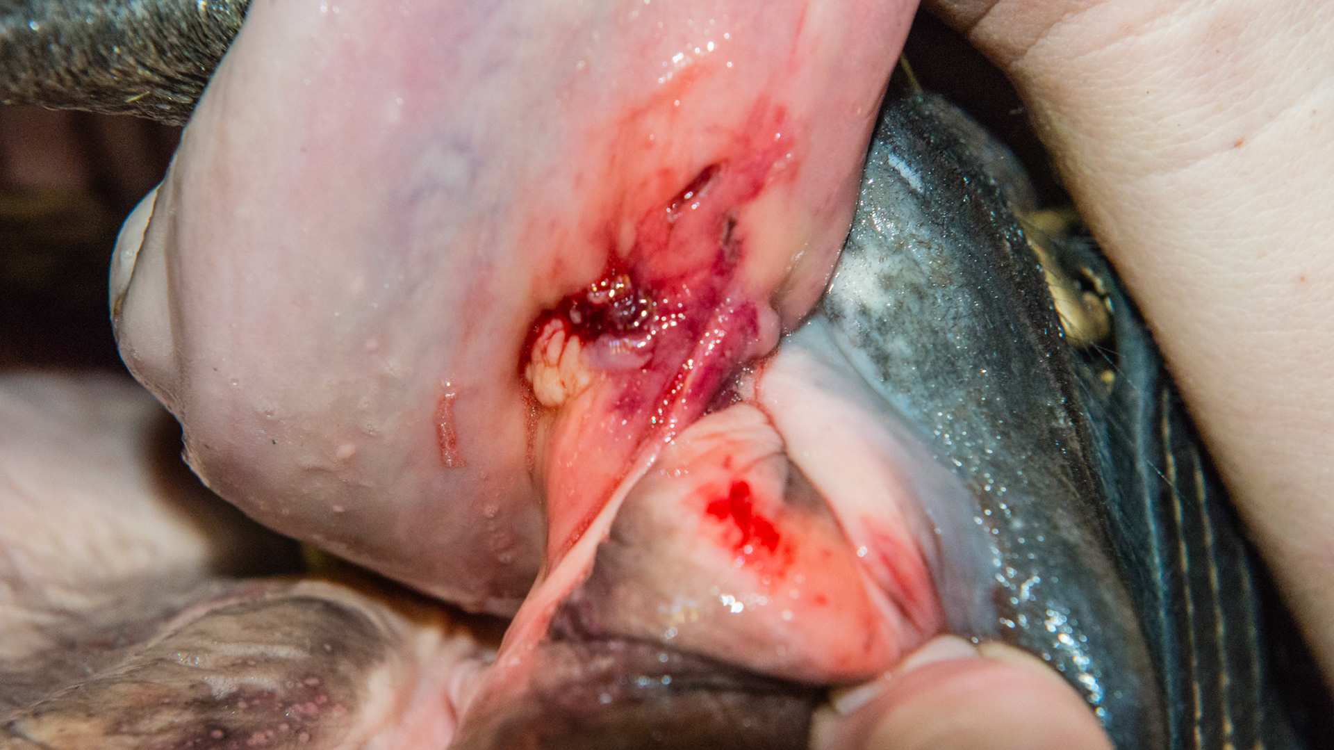 Staple -The metal staple has been removed from the tongue.