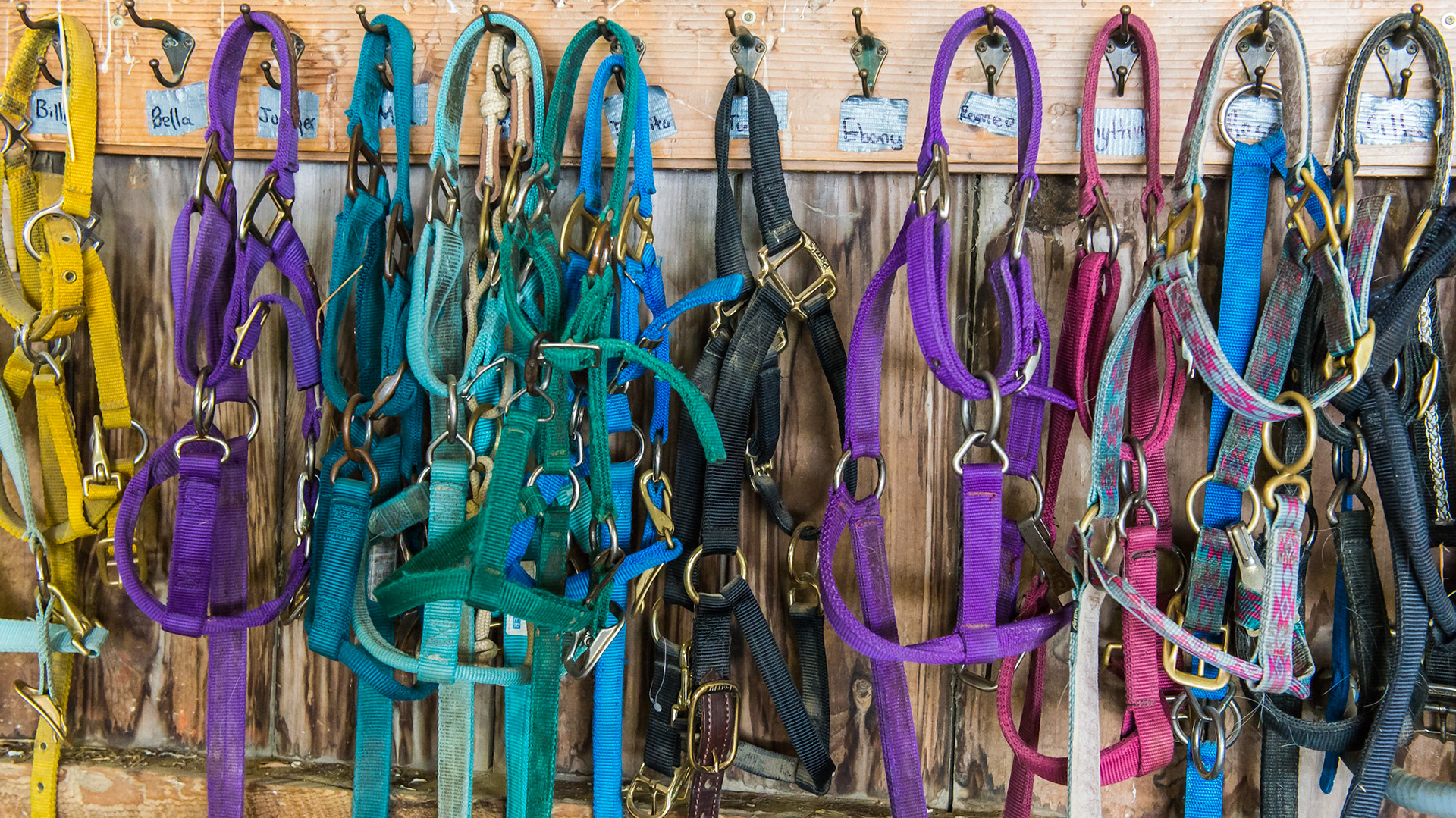 Halters and leads ready for use at a farm where everything is done with a halter and lead rope.