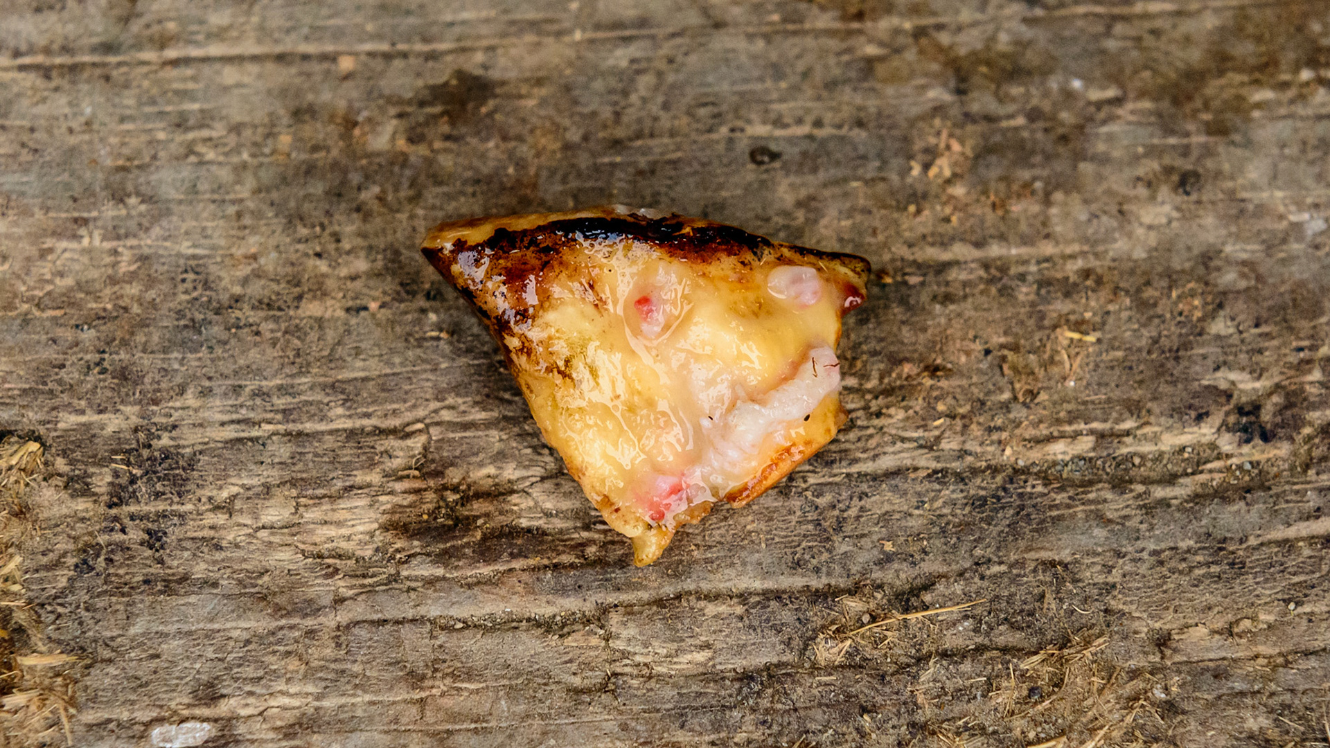 Cheek teeth fracture horse 9 -Fractured saggital 106