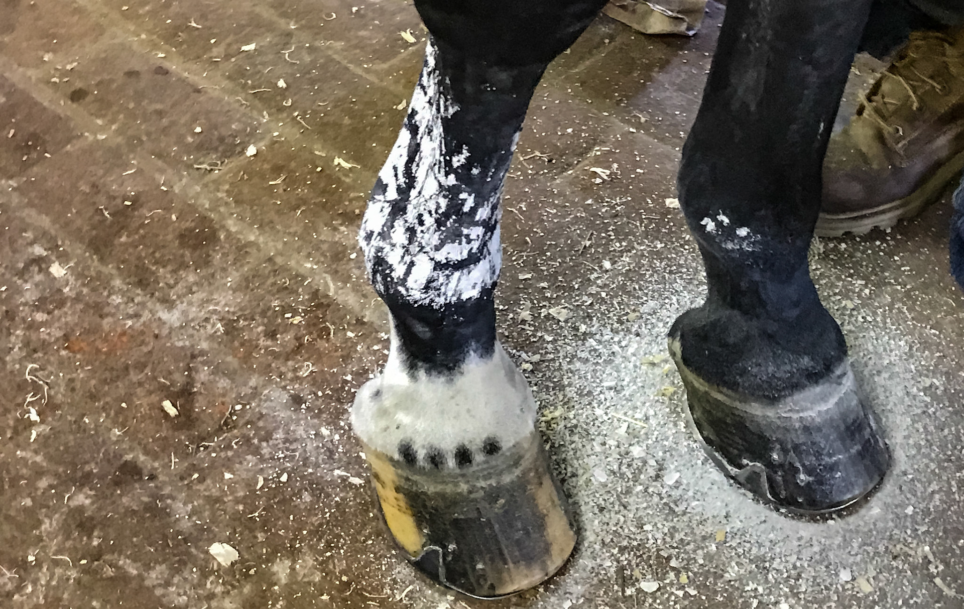 This horse has the poultice paper removed and the dried poultice remains on the right limb.  The dried poultice of the left limb has been removed.