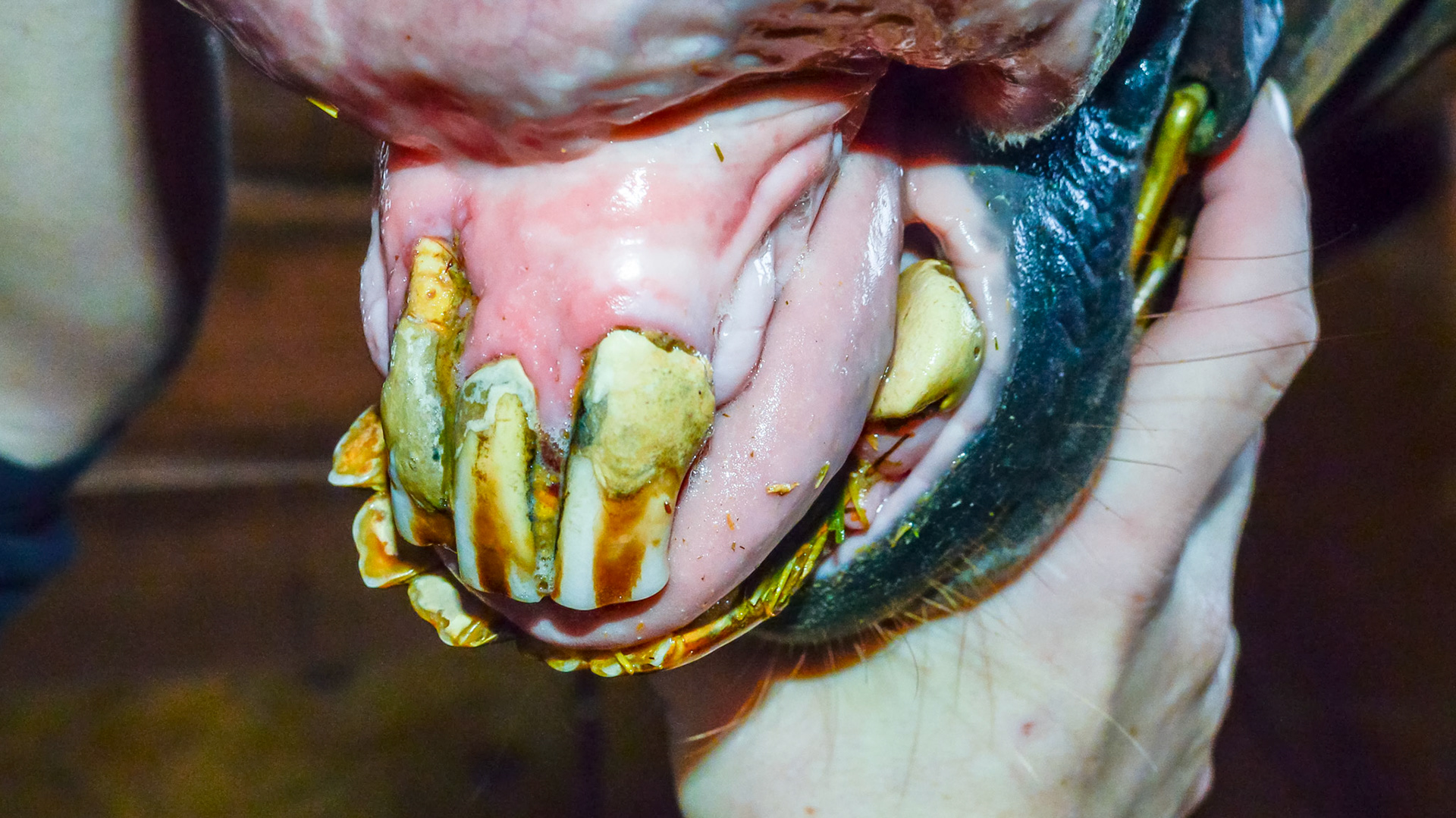 ETORH horse 5 - with loose, painful, &amp; necrotic incisors. Excessive tartar due to tongue not moving over the painful teeth.