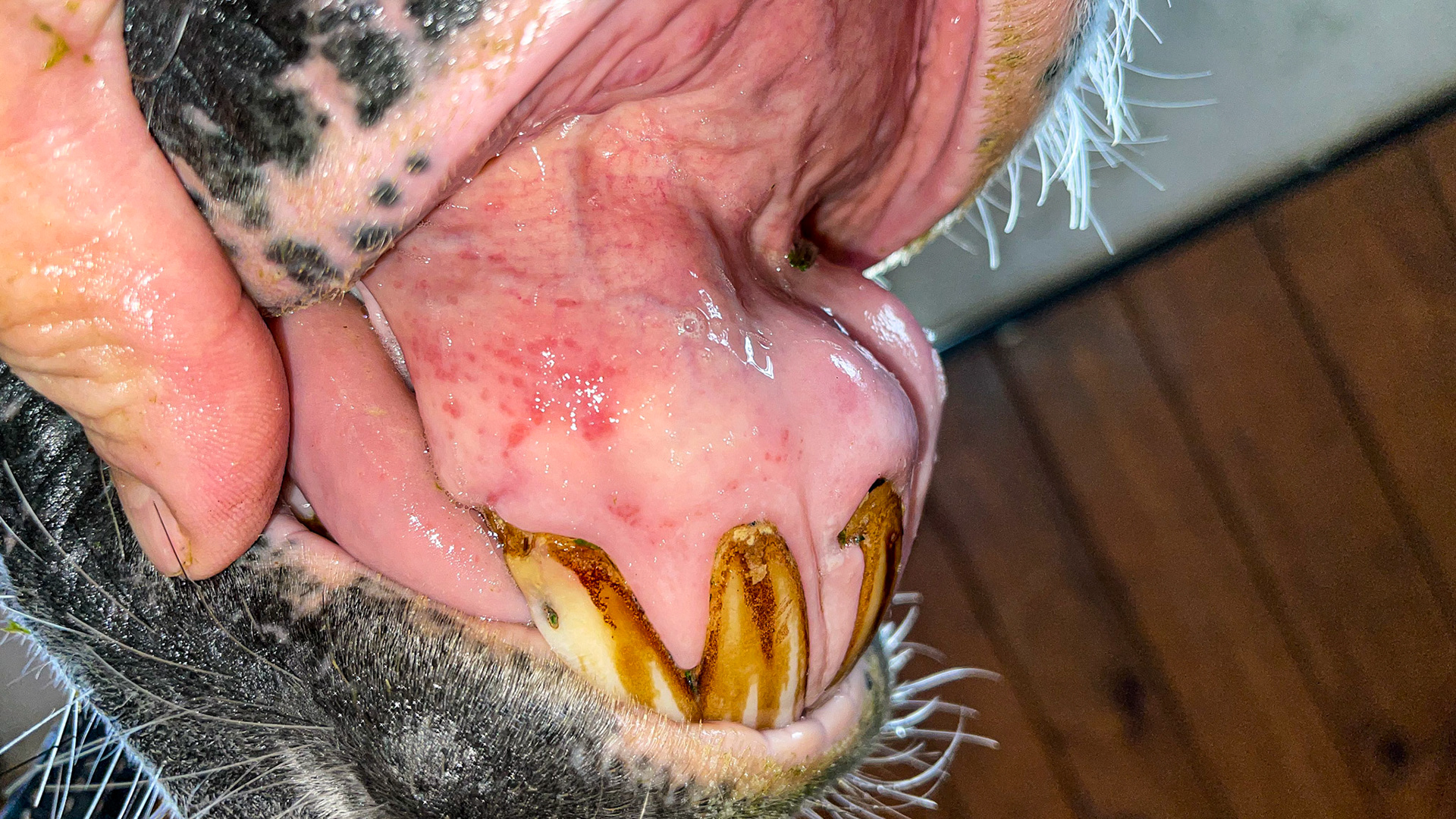 Advanced EOTRH with enlargement of the tooth roots. This is the horse in the radiograph in this section.