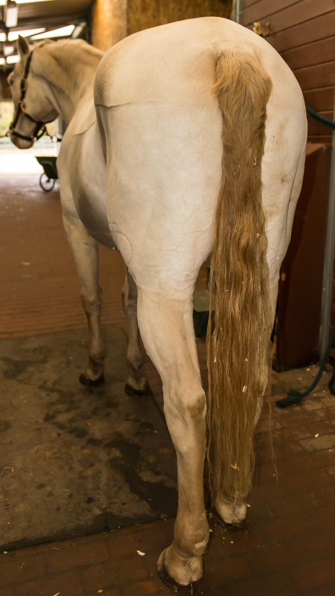 The cremello color is a dilution of the chestnut gene.  Notice the lack of dark mane, tail, and distal limbs consistent with a chestnut.