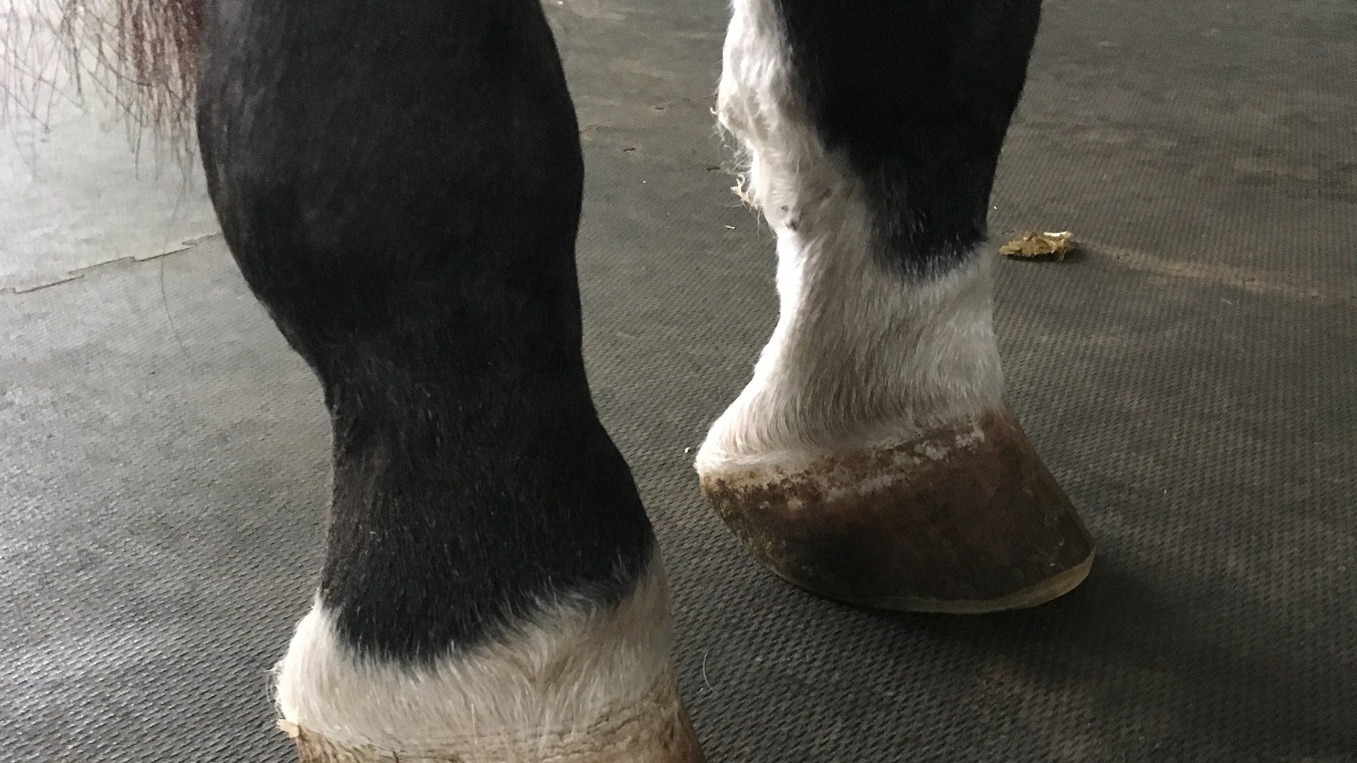 Severely contracted superficial digital flexor tendon (SDFT) in the hind limbs of this adult horse. This contraction causes the fetlock top pop forward. If it were the deep digital flexor tendon then the fetlock would be in a more normal position and the front of the hoof wall would be more vertical (club foot).