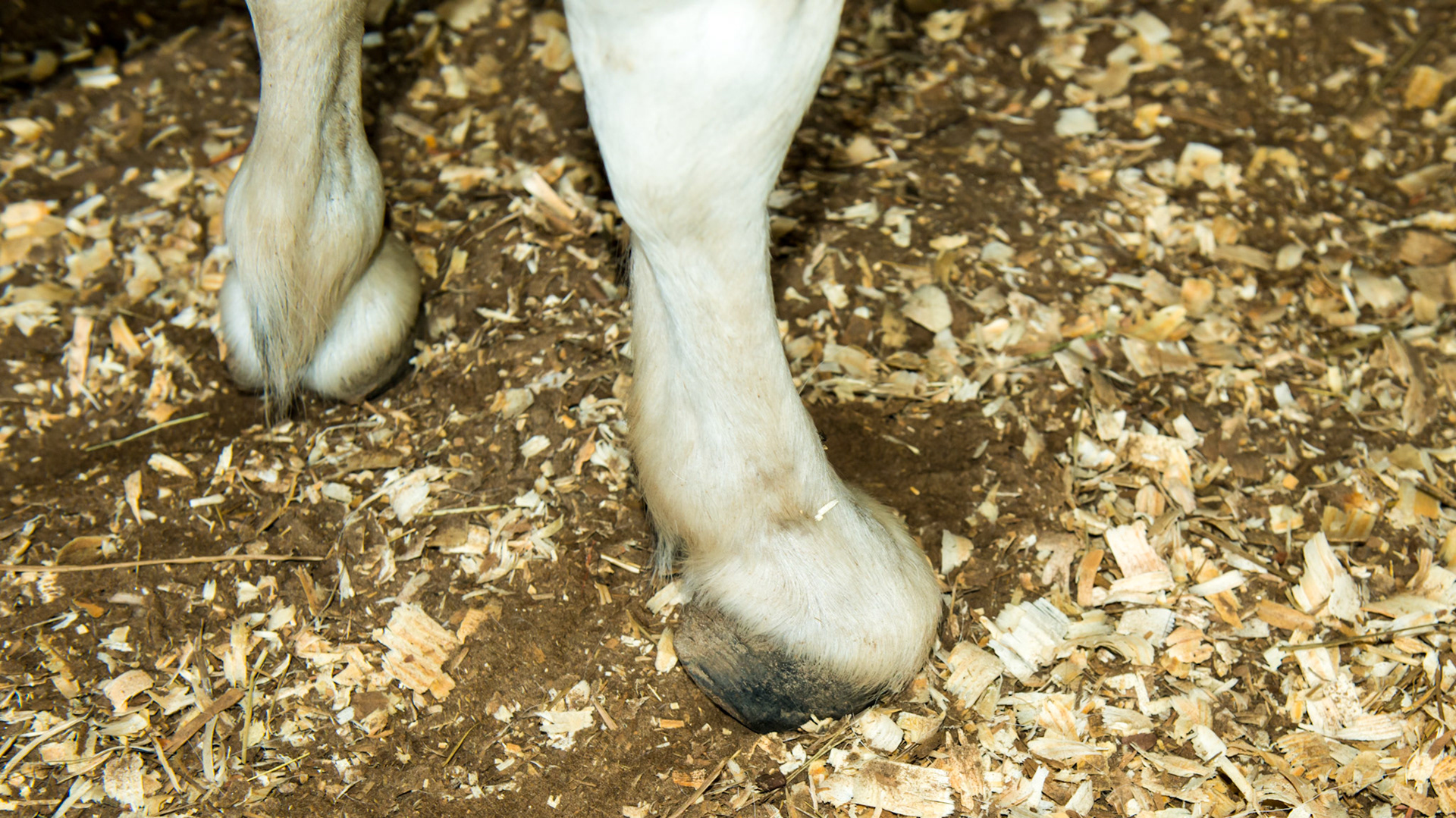 Valgus (limbs deviate inwards) and toe out deviation of the front limbs with severe club feet in a dwarf mini horse.