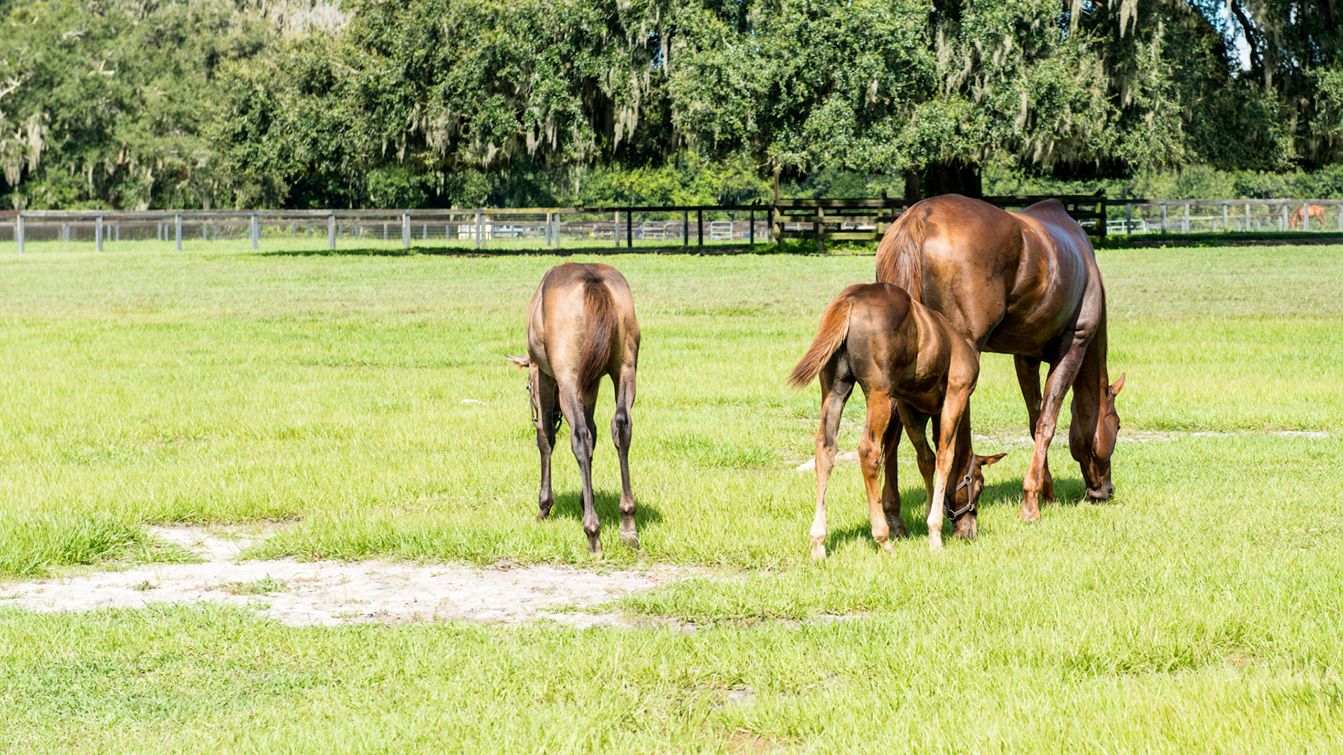 Foal A - 1 of 7 - the young foal is off camera on the left.  The oldest foal is independent of his mother who never comes around the group. The middle age foal stays close to her mother.
