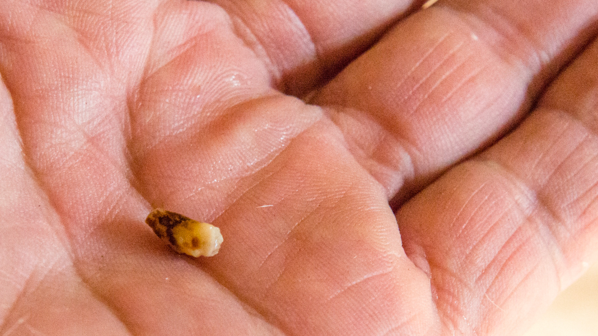 105 Wolf tooth in a 7 year old pony. 1 of 2 views