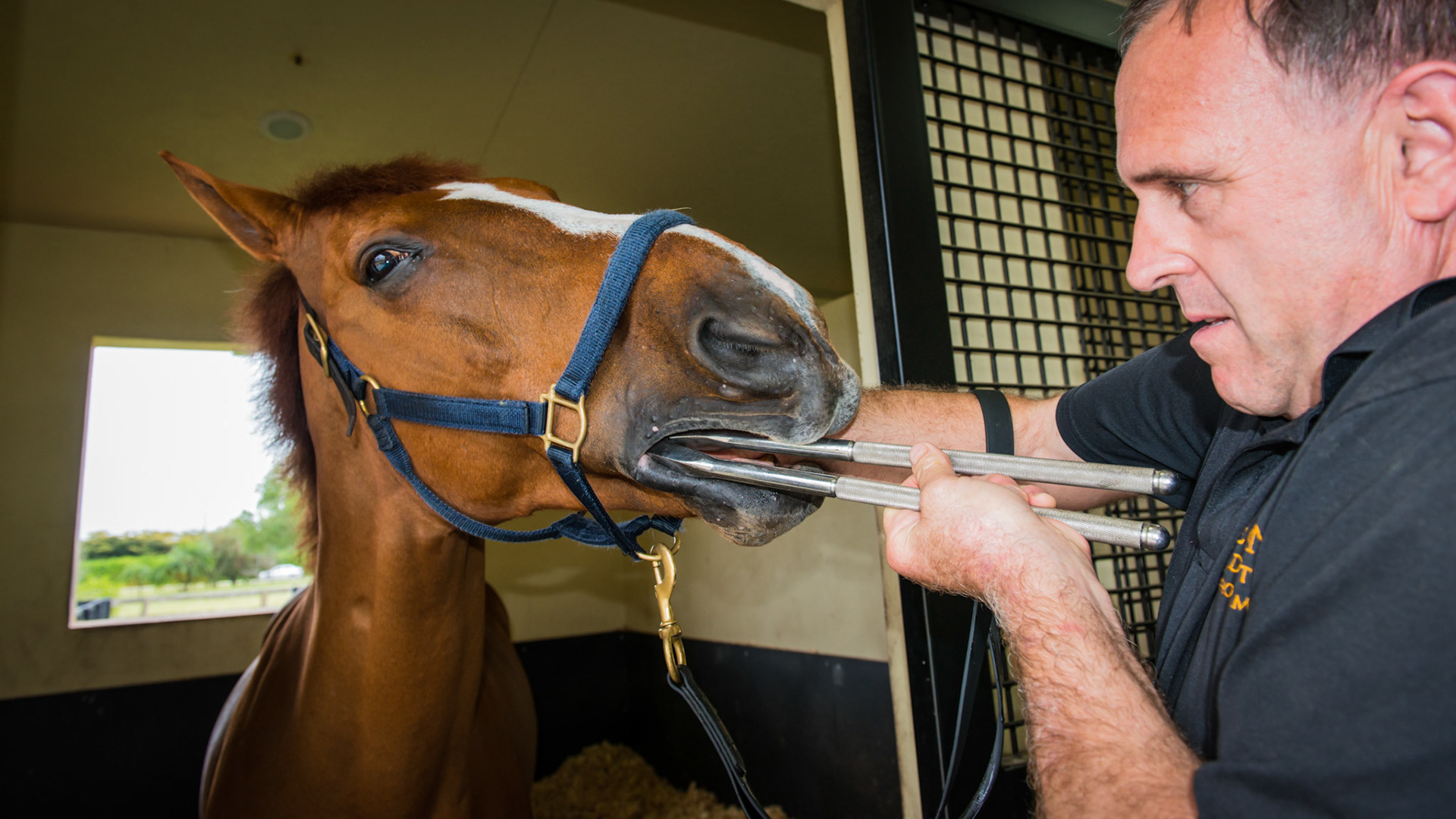 Cheek teeth fracture horse 8 -Extraction of fractured piece from buccal 107 with associated buccal ulcer. Note that the forceps are rotated laterally to catch the edge of the fracture piece. This was unsuccessful. I used the 90º dental pick to hook the back of the fractured piece and distract it rostrally. The piece was in 2 pieces.