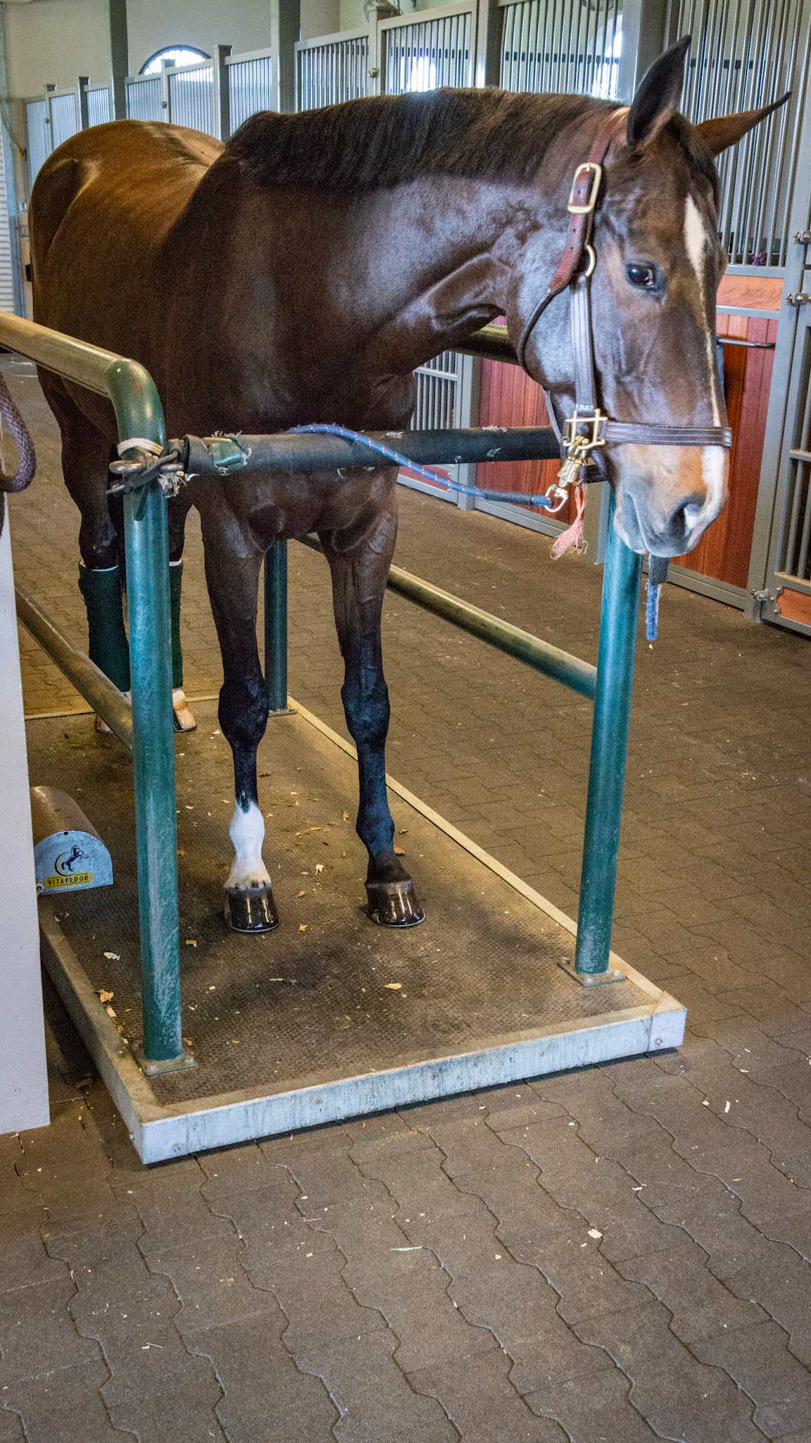 A vibrating plate lulls this horse to sleep.  The vibrations tingle my feet and revitalize me within a minute. These horses also walk on rubber bricks seen in the aisle. Their stalls have a rubber liner over foam which is so comfortable for me to work on.