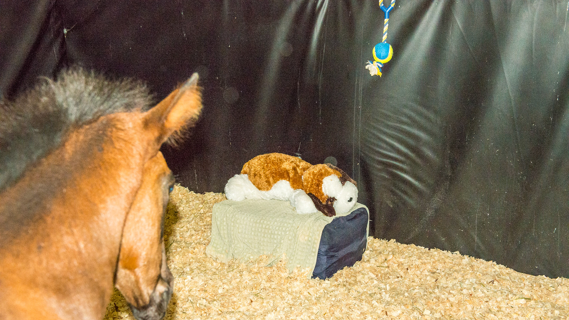 An orphan foal - mare was sold the day after foaling and he was weaned at day 1 old. This foal manager feeds this foal every 2 hours with fresh goat milk out of a bucket plus hay and pasture. All of these toys are essential according to the manager to fill in the lonly times between feeding. She believes that rented nurse mares, unless they are exceptional, have no vested interest in the foal.  I agree.
