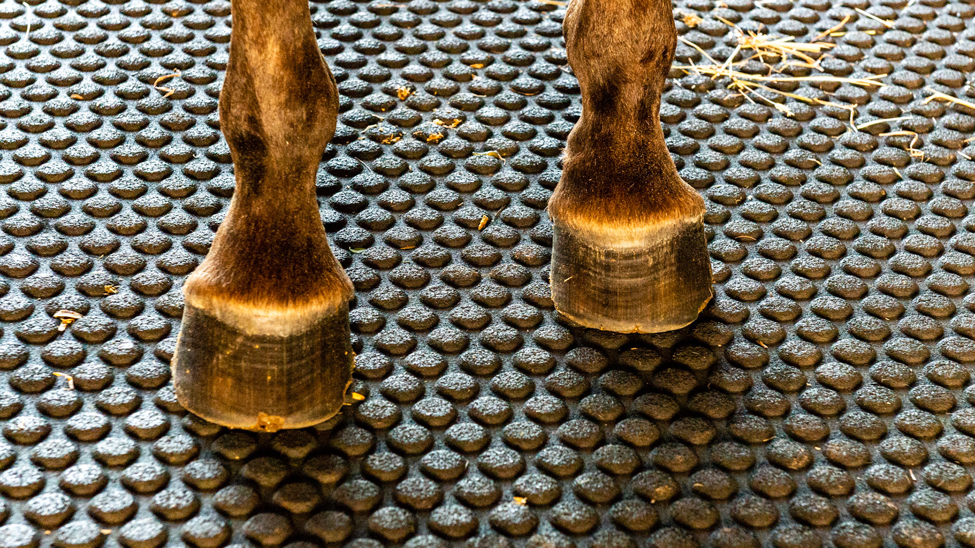 Horse B - This horse has a more vertical wall on the inside of the hoof while the outside is further away from vertical.  This indicated that the horse is landing on the inside of the hooves which will cause an asymmetry in the shape of the hoof and will lead to unsoundness including caudal heel pain and medial splint formation.