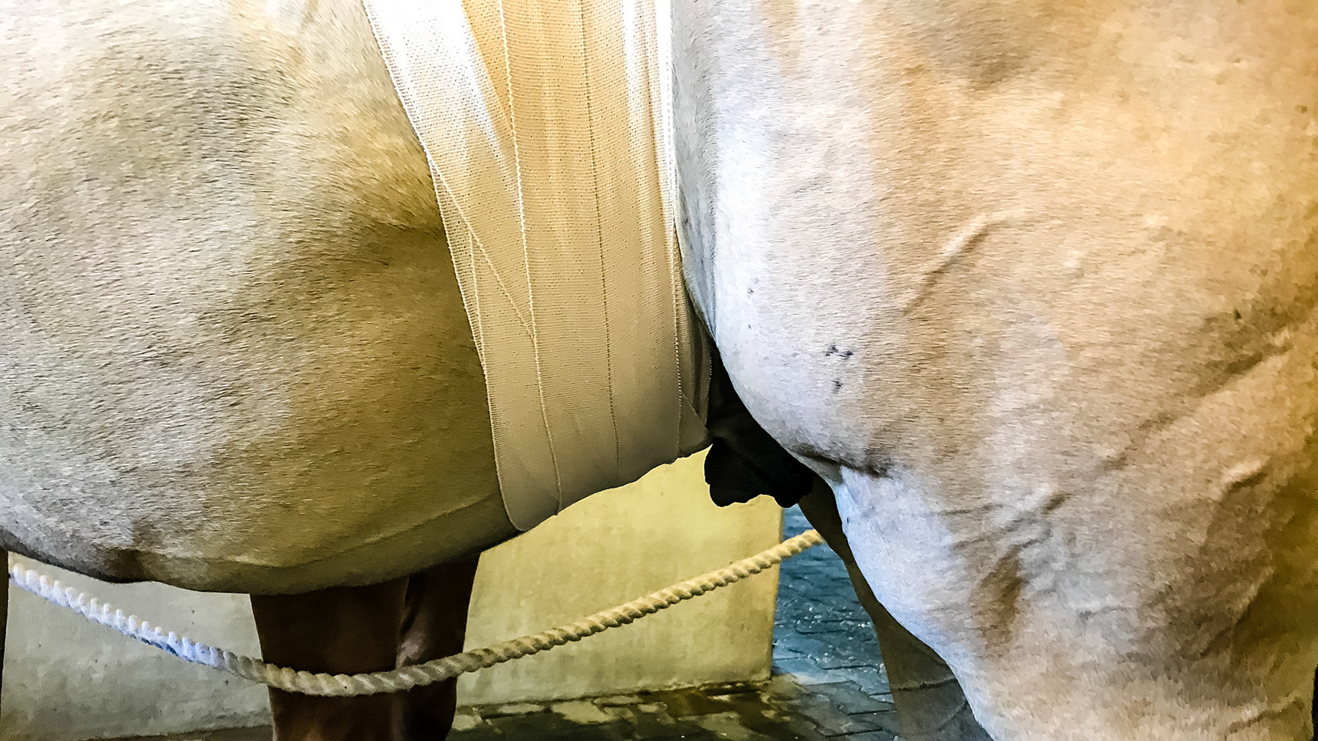 Foal A - 1st wrap with 3 inch Elastikon® (needed 4 inch but was not available so this lasted 2 days). Note the figure 8 pattern of wrapping where the middle of the 8 is over the hernia and the ends of the 8 are placed at the top line as far from each other as possible. See the video of the wrapping.