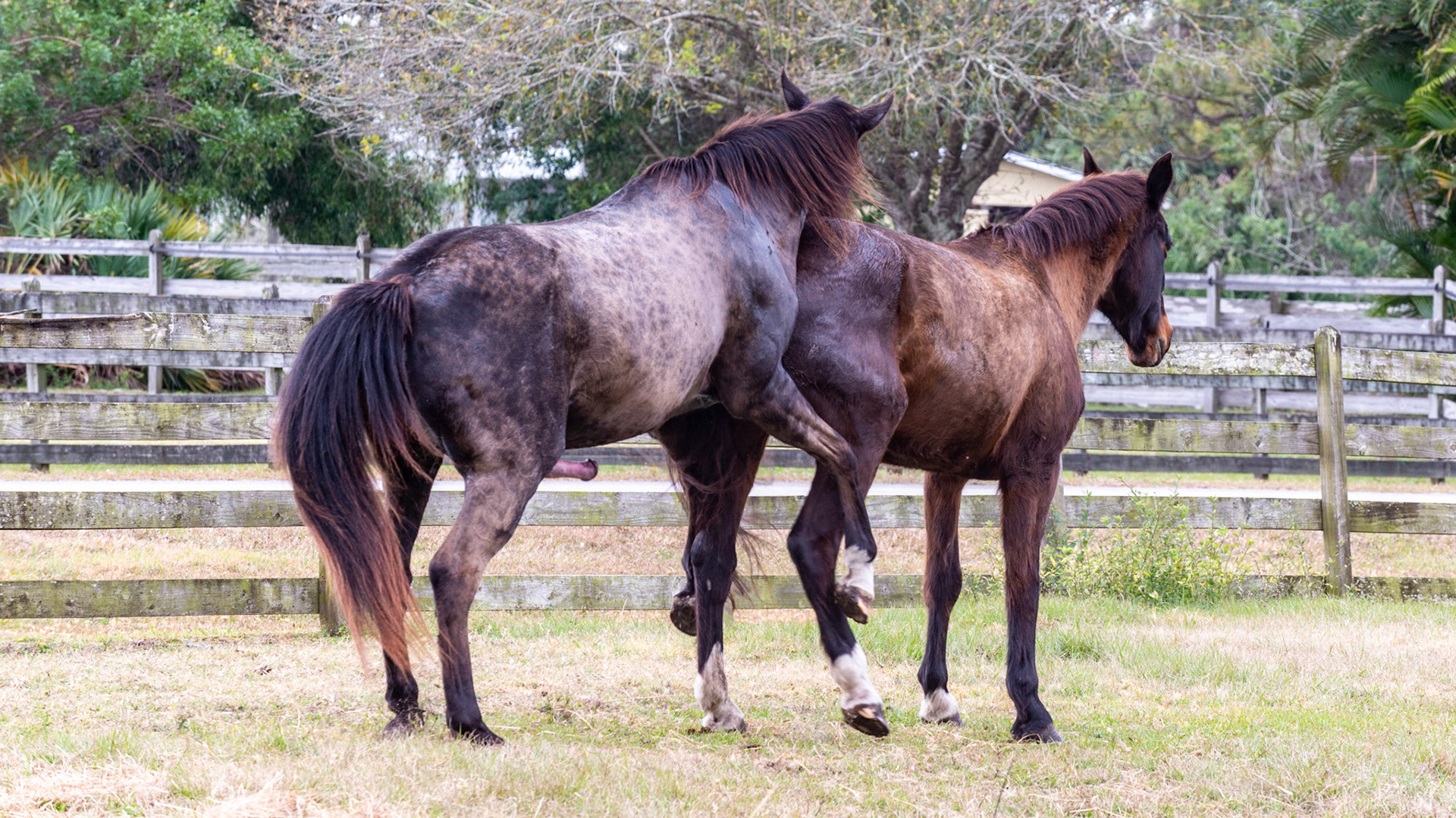 14/25 - And he attempts the process again.  Unfortunately, the head of the penis has "belled out" and therefore has become too large for entrance even if he could become tall enough for her.
