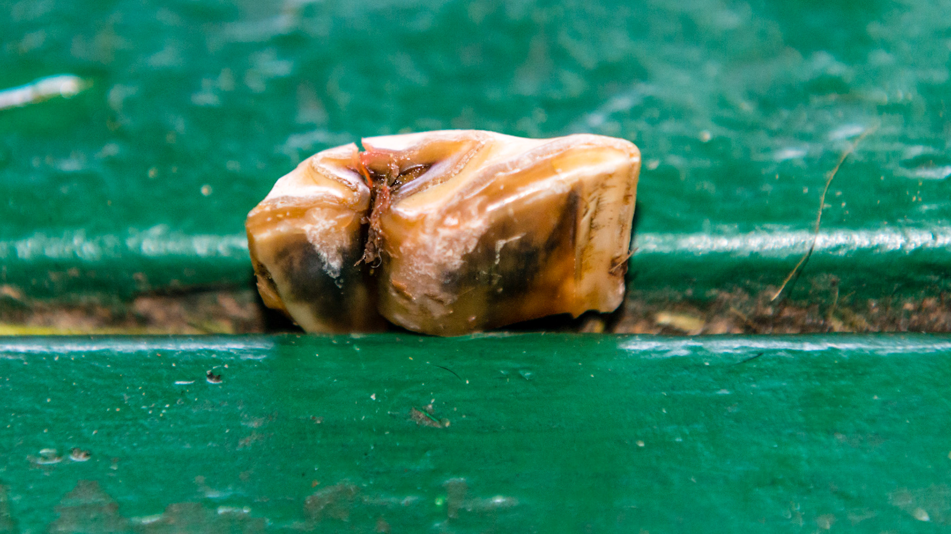 More cheek tooth fracture pieces.