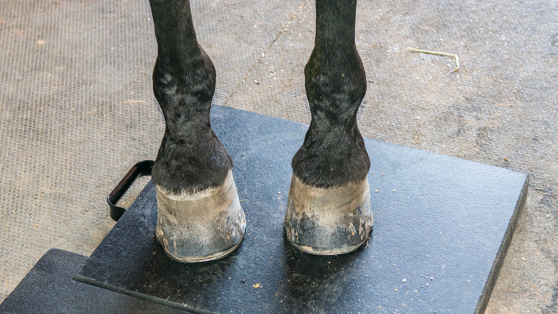 Pulsing magnetic therapy plate. Also note the toe in conformation.