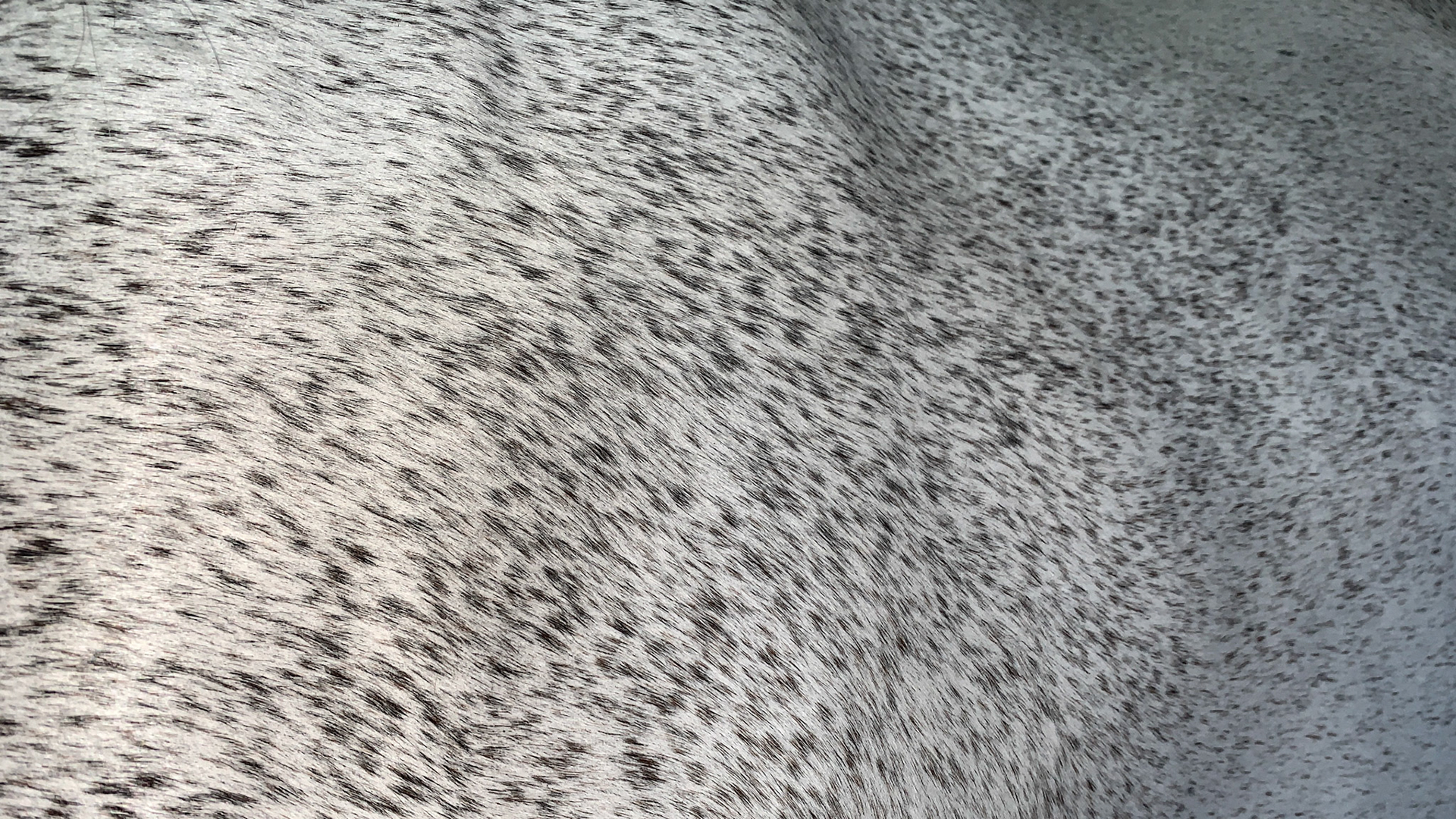 Flea bitten gray horse.