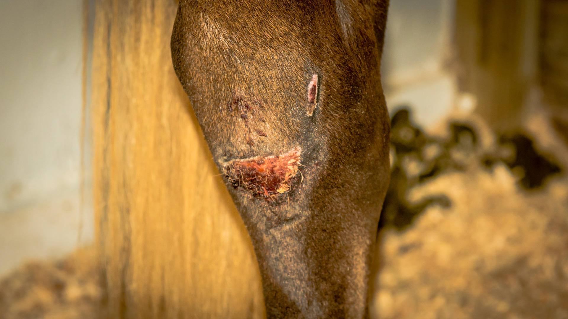 Wire cut 2 weeks ago with dark red granulation tissue forming over the wound - a natural healing process in this area in front of the hock.  Note the nice pink rim around the granulation tissue. This is healthy epithelial tissue which is actually the healing tissue for this wound.