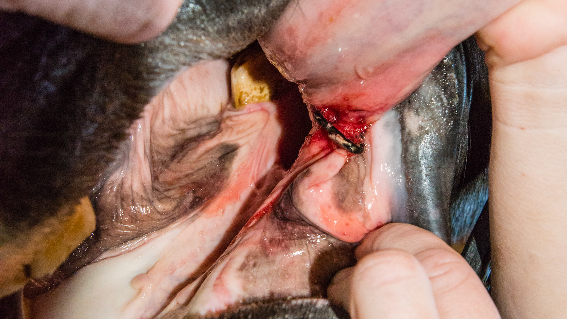 Staple -Tarter has been removed from the foreign object which is a metal staple pinched into the ventral side of the tongue.